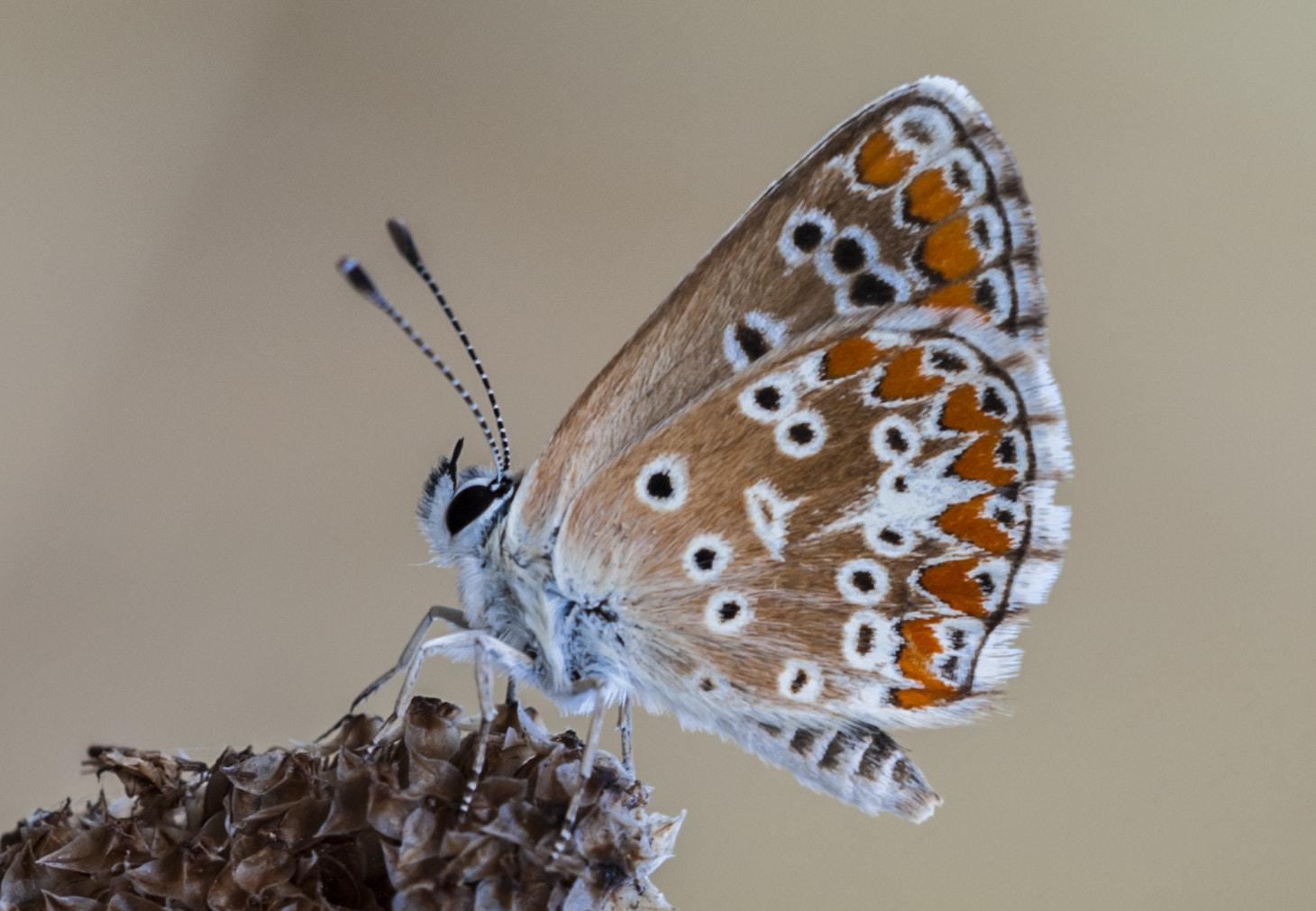 Sigma APO Macro 180mm F3.5 EX DG HSM sample photo. Princesita photography