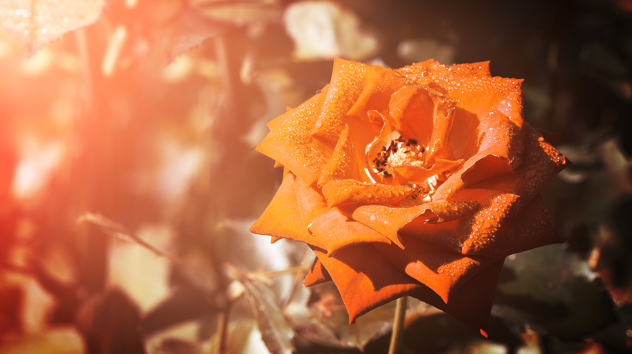 Canon EOS M sample photo. The yellow rose photography
