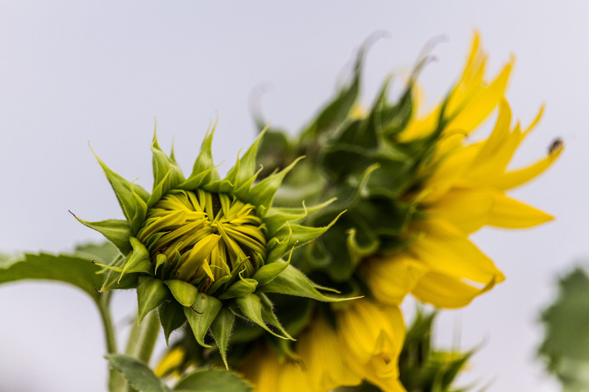 Canon EF-S 55-250mm F4-5.6 IS STM sample photo