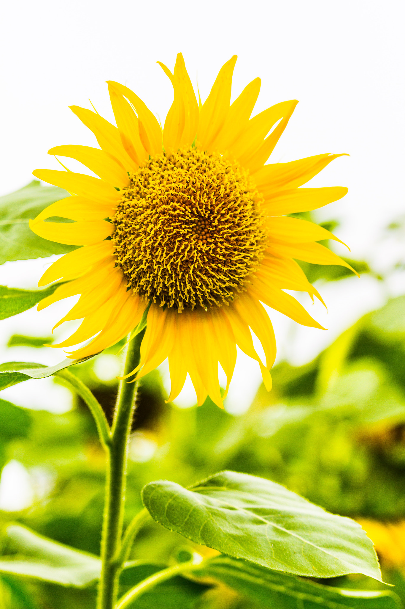 Canon EF-S 55-250mm F4-5.6 IS STM sample photo