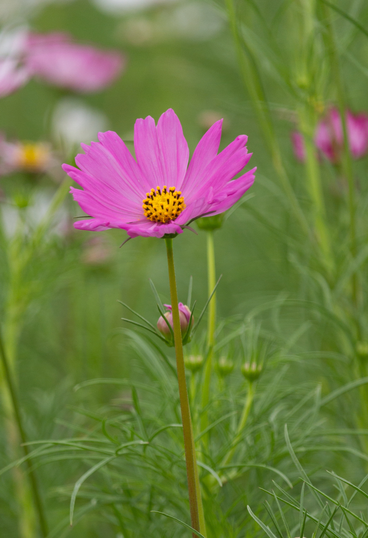 Canon EF-S 55-250mm F4-5.6 IS STM sample photo