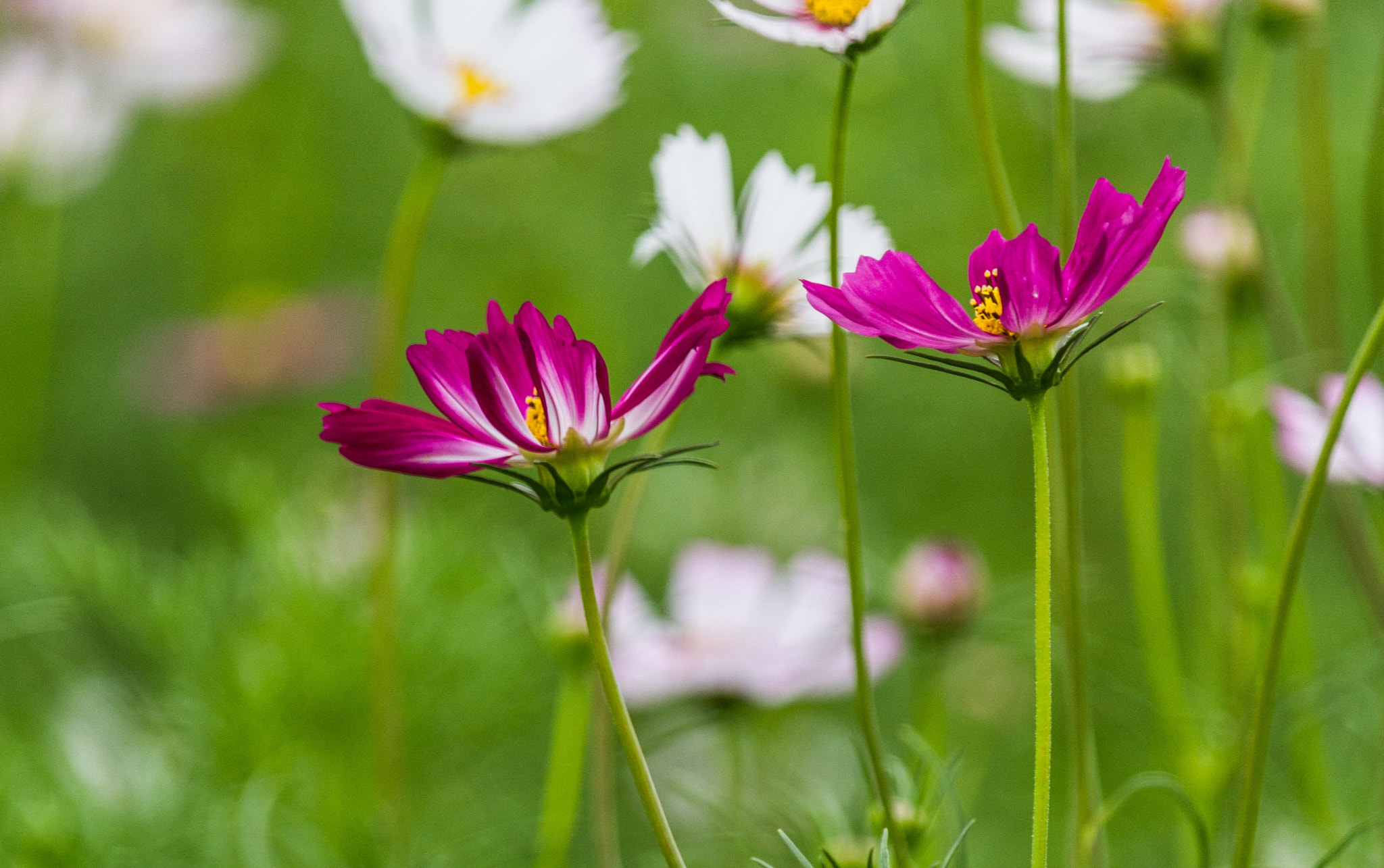 Canon EF-S 55-250mm F4-5.6 IS STM sample photo