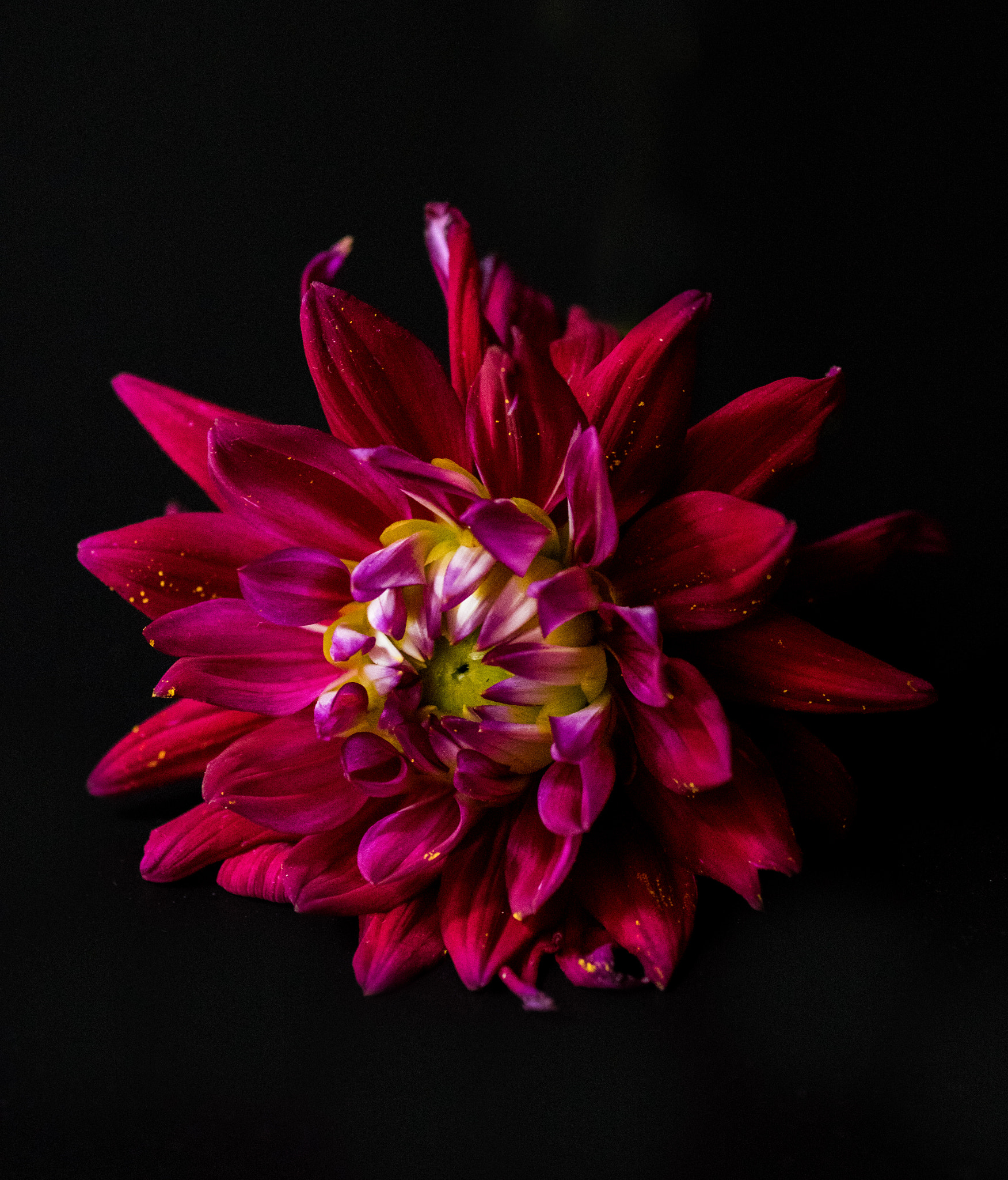 Pentax K-3 + smc PENTAX-FA Macro 50mm F2.8 sample photo. Dahlia photography