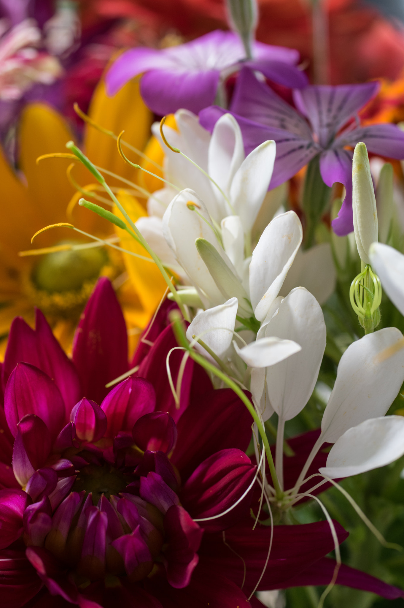 Pentax K-3 + smc PENTAX-FA Macro 50mm F2.8 sample photo. Flowers from the farmer market photography