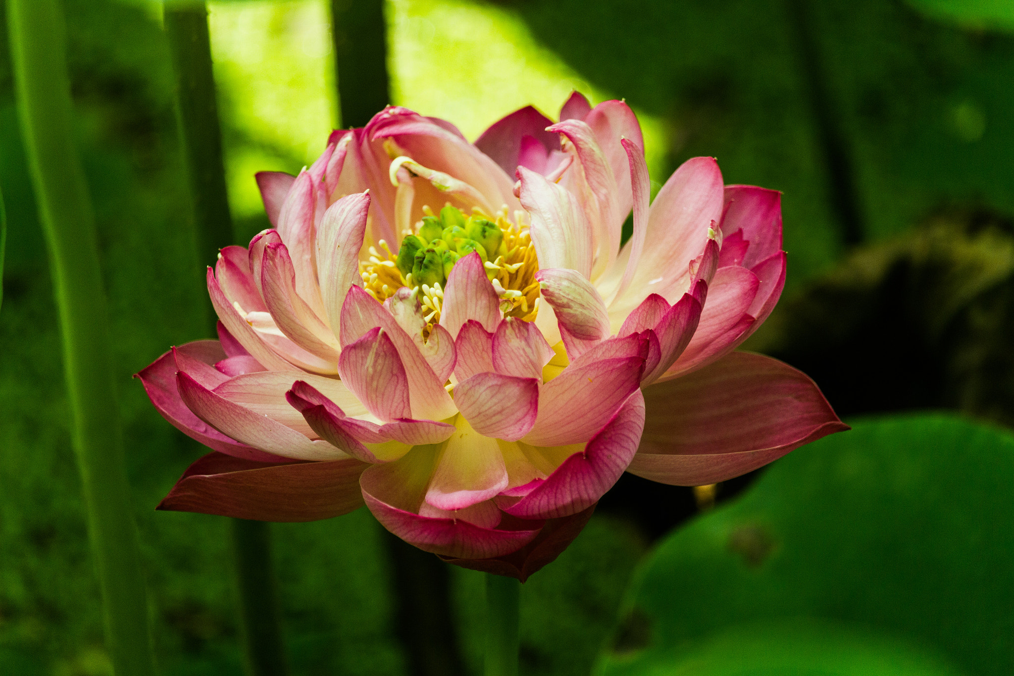 Canon EF-S 55-250mm F4-5.6 IS STM sample photo