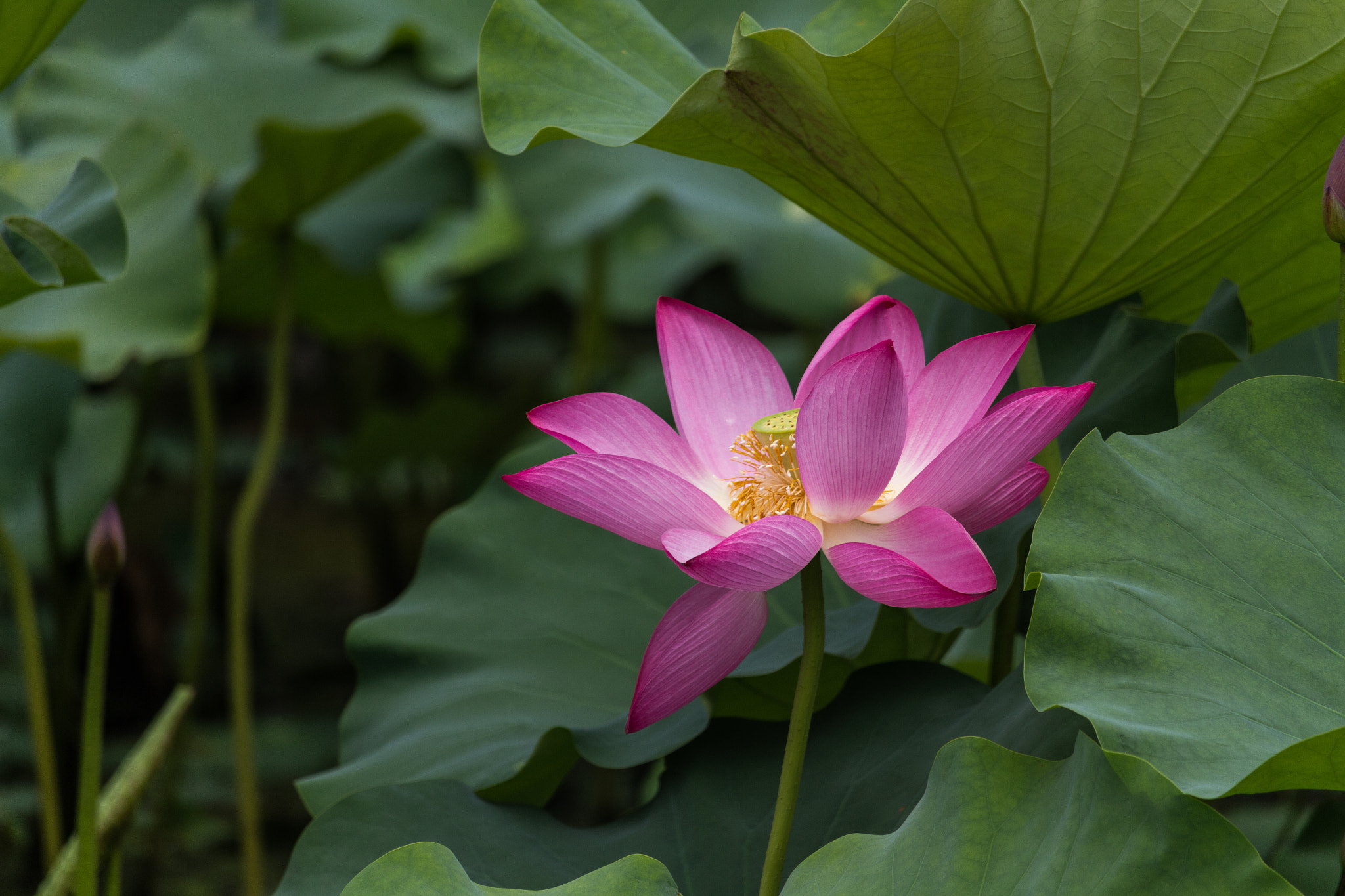 Canon EF-S 55-250mm F4-5.6 IS STM sample photo