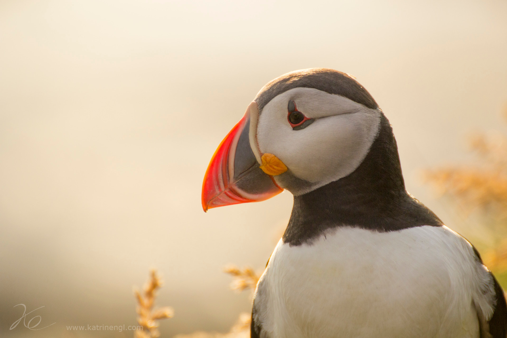 Tamron SP 35mm F1.8 Di VC USD sample photo. Puffin portrait photography