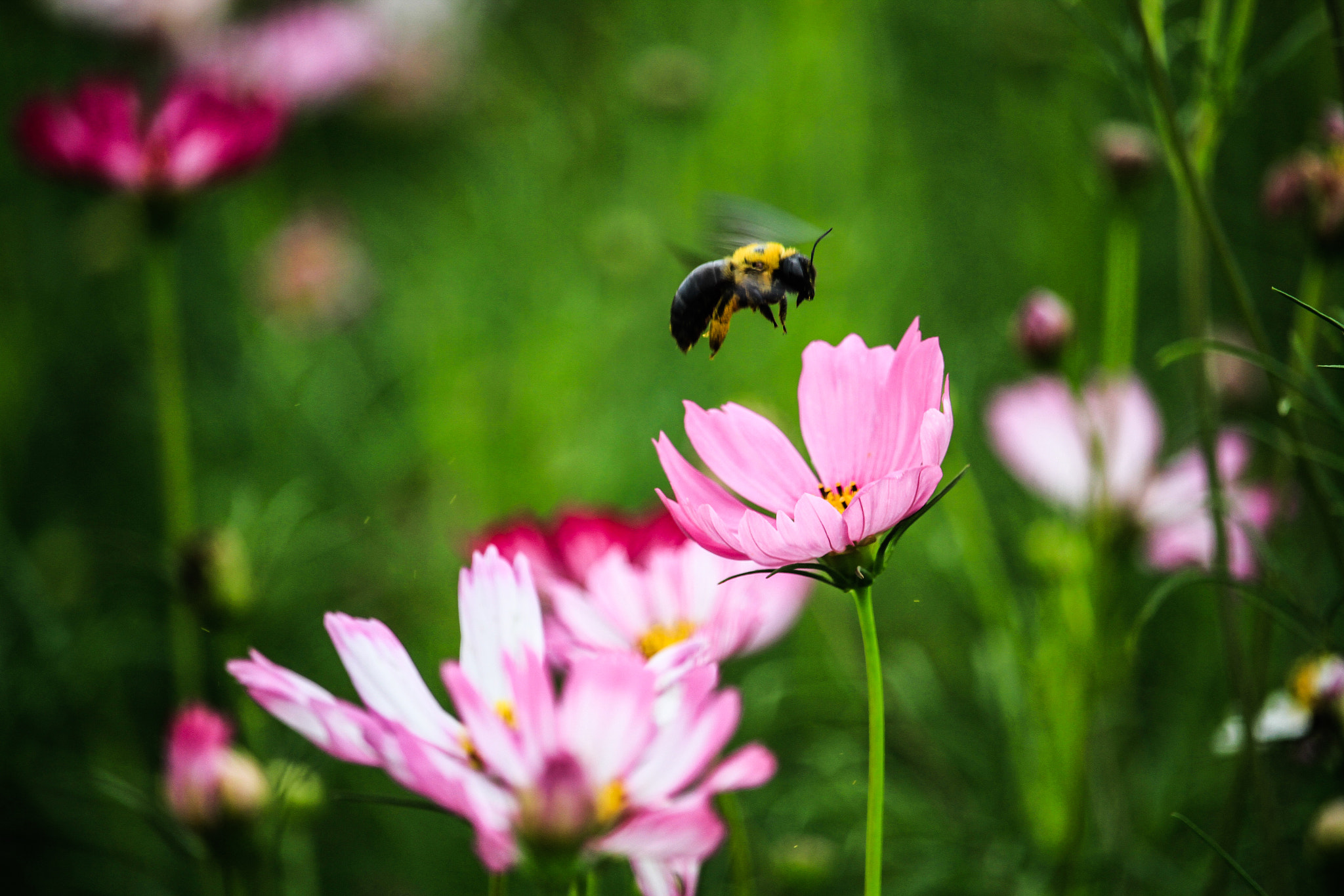 Canon EF-S 55-250mm F4-5.6 IS STM sample photo