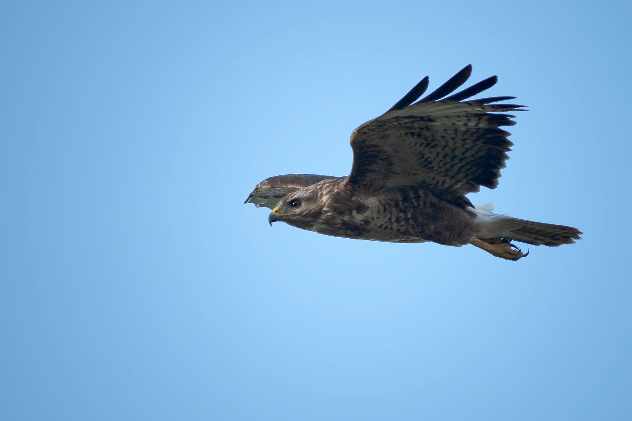 Sony a7R II + Canon EF 400mm F5.6L USM sample photo. Buzzard in flight photography