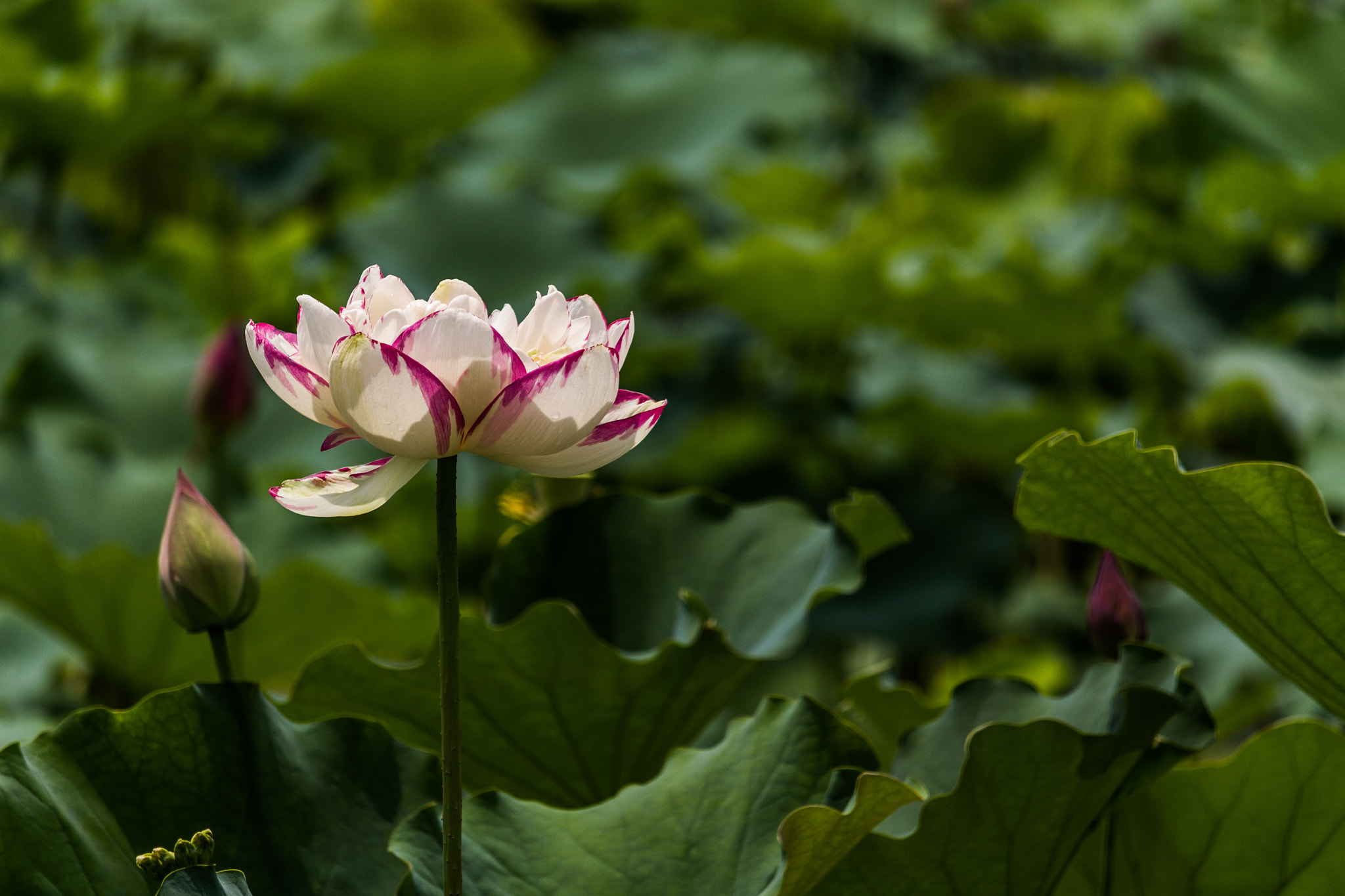 Canon EF-S 55-250mm F4-5.6 IS STM sample photo