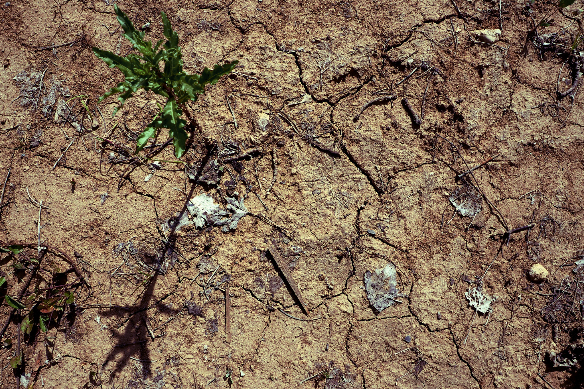 Olympus OM-D E-M1 + OLYMPUS M.12-50mm F3.5-6.3 sample photo. Soil photography
