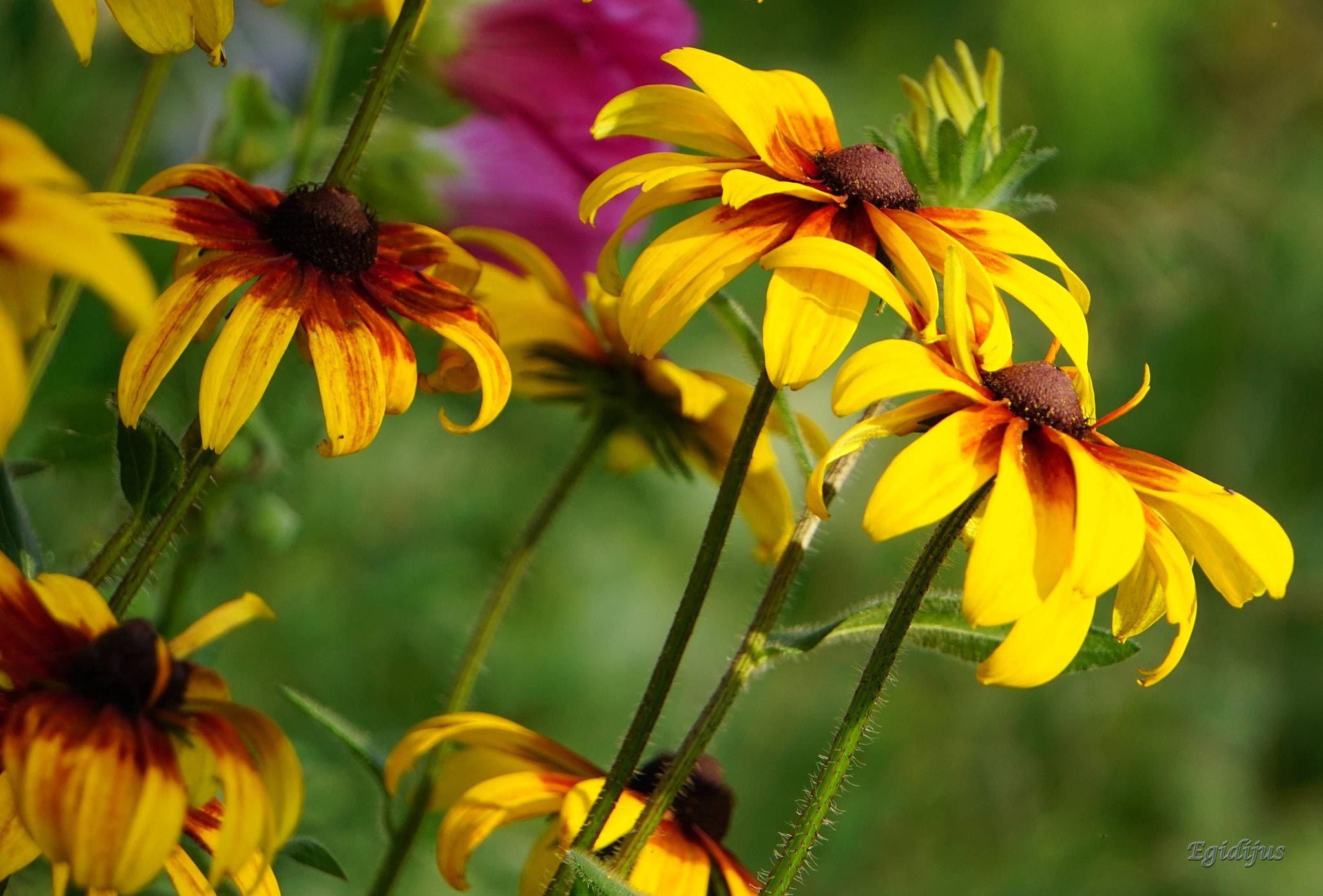 Sony E 55-210mm F4.5-6.3 OSS sample photo. Yellow photography