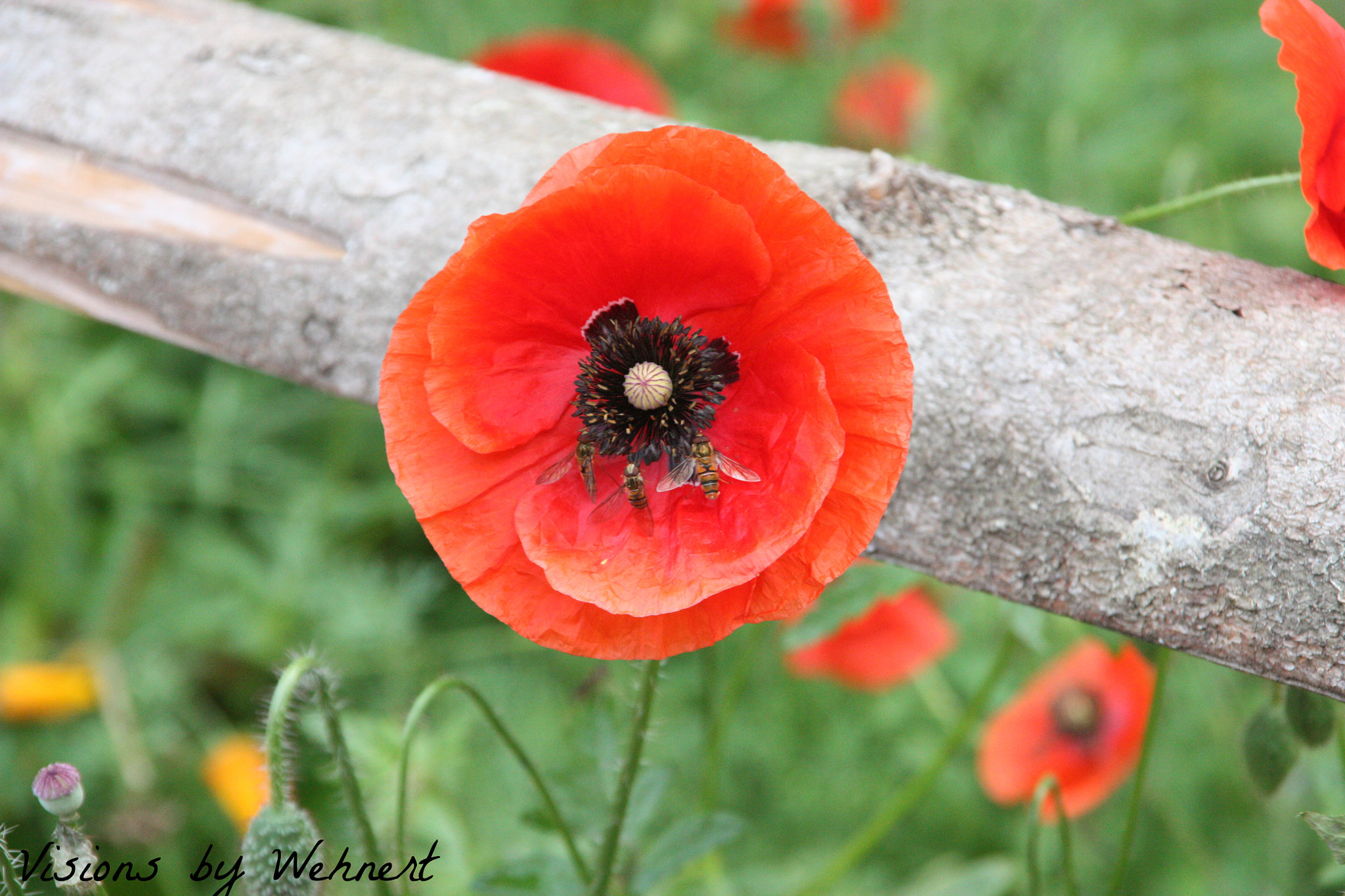 Sigma 18-200mm f/3.5-6.3 DC OS sample photo. Sharing photography
