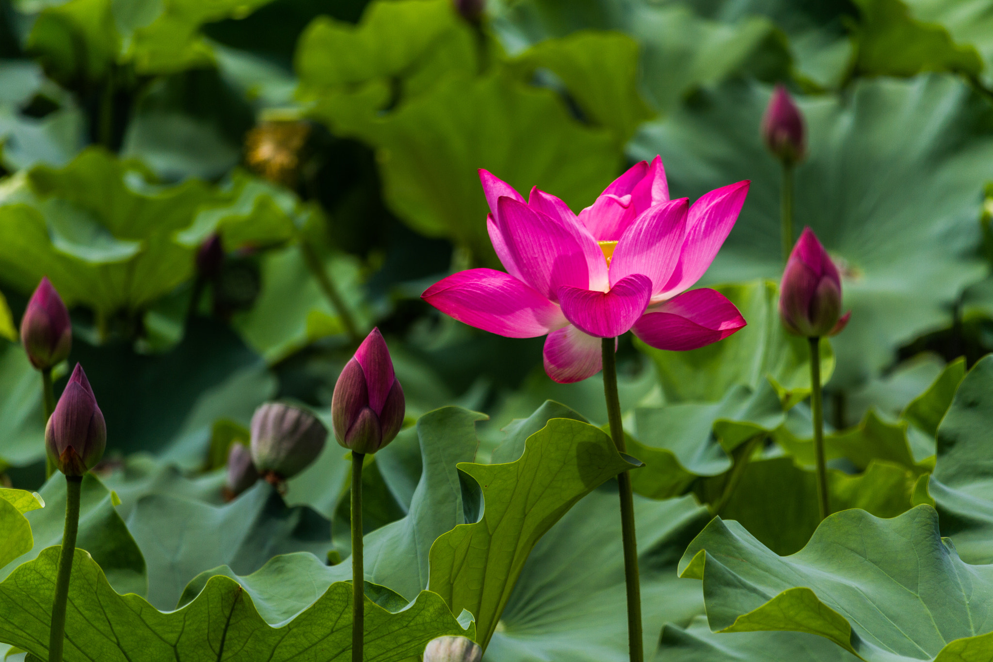 Canon EF-S 55-250mm F4-5.6 IS STM sample photo