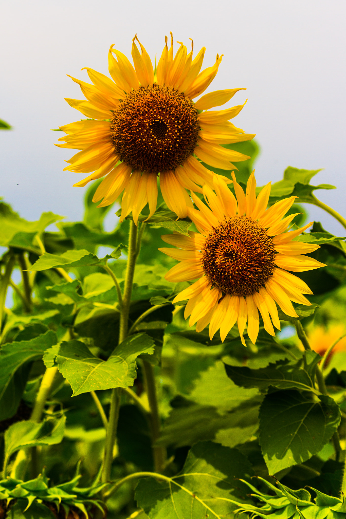 Canon EF-S 55-250mm F4-5.6 IS STM sample photo