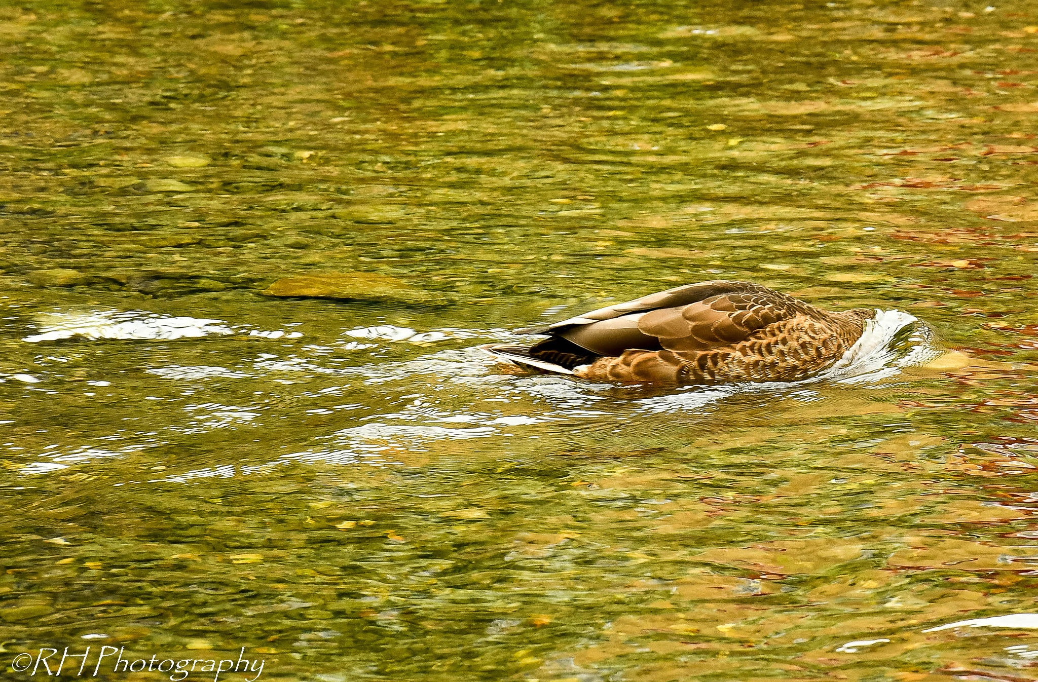 Nikon D500 sample photo. Dont look at me ! photography