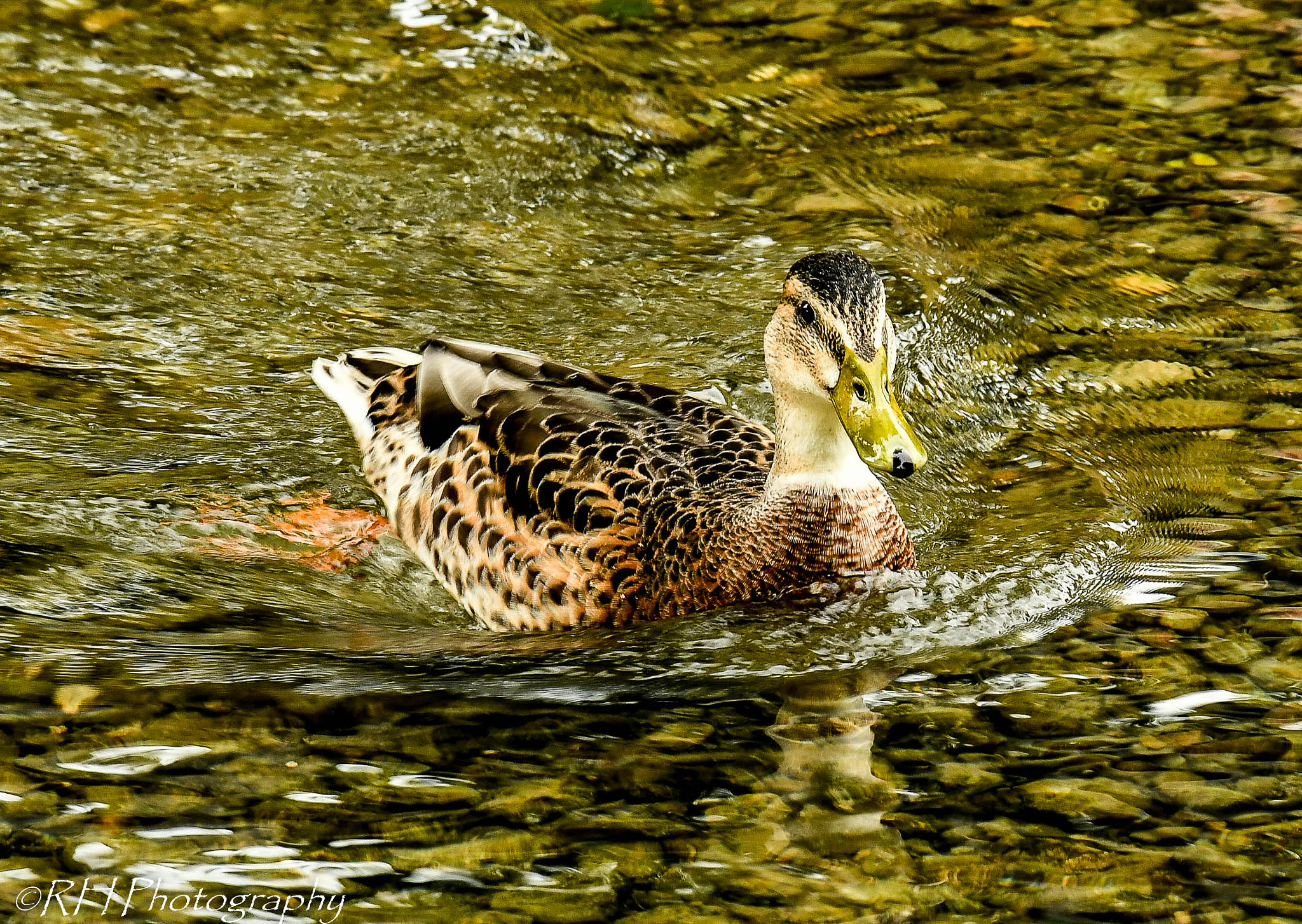 Nikon D500 sample photo. Duck on the river photography
