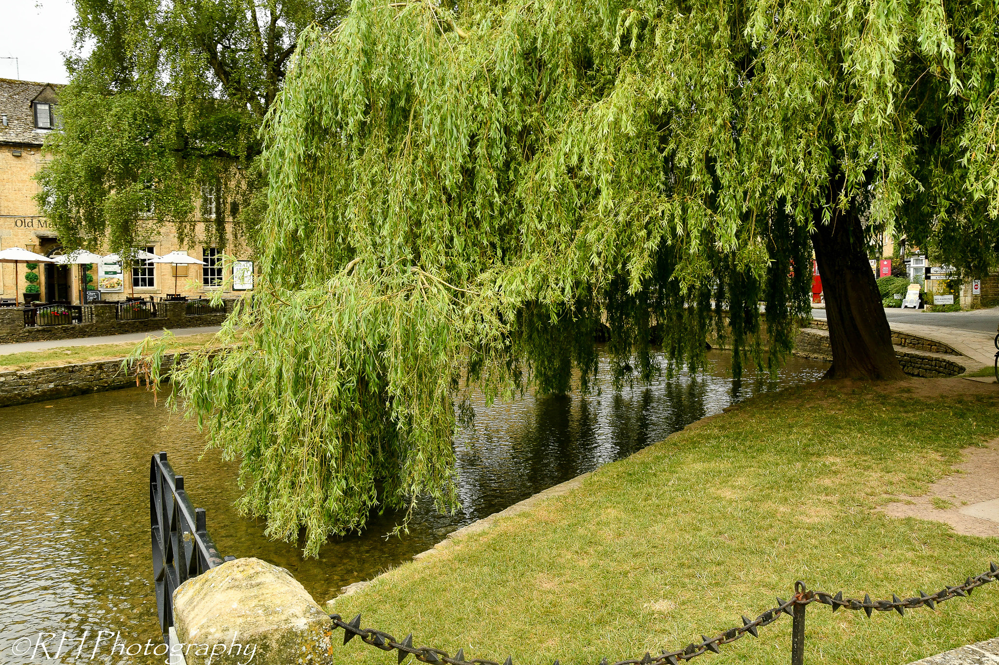 Nikon D500 sample photo. Willow tree photography