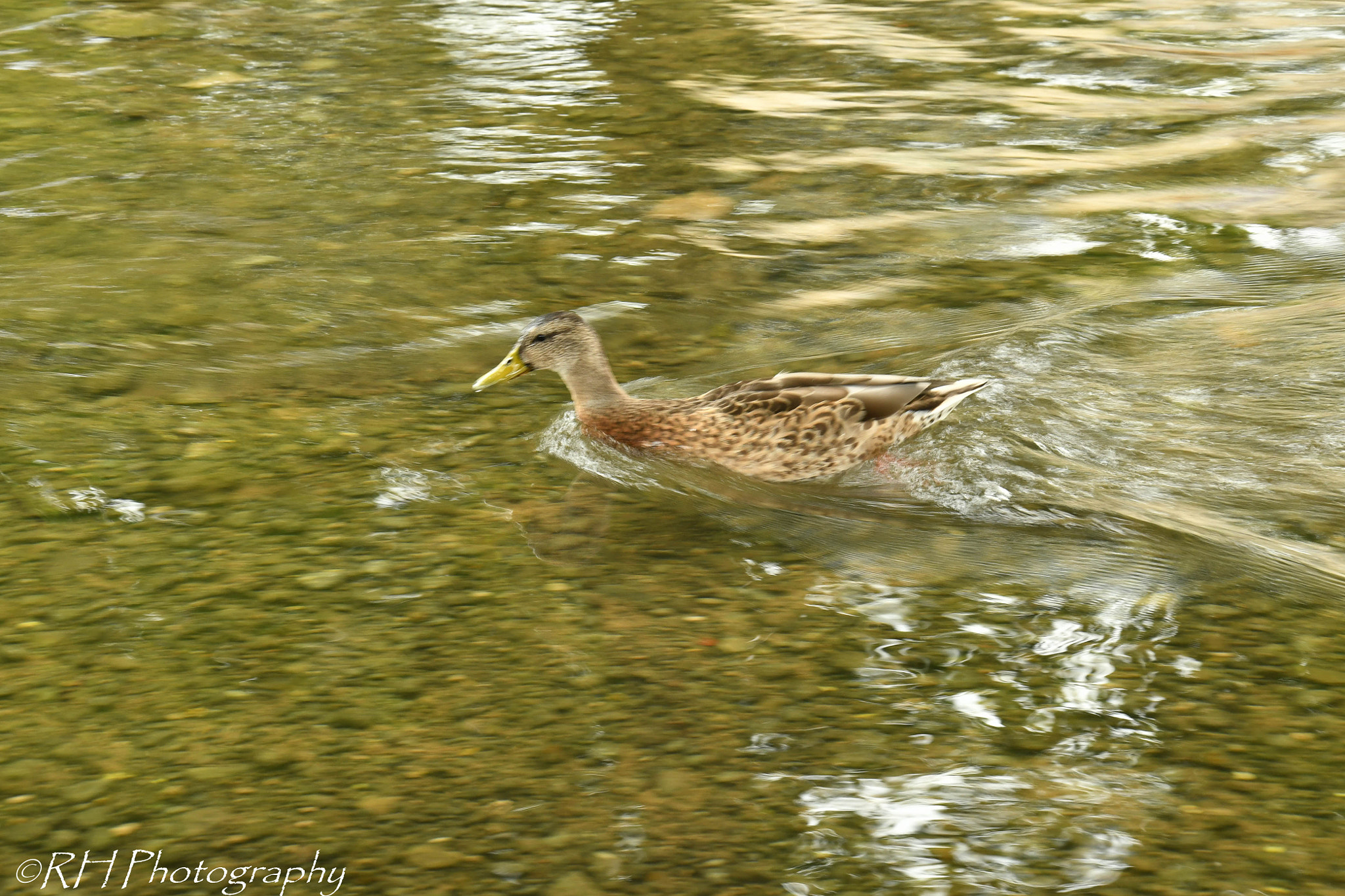 Nikon D500 sample photo. Just keep swimming photography