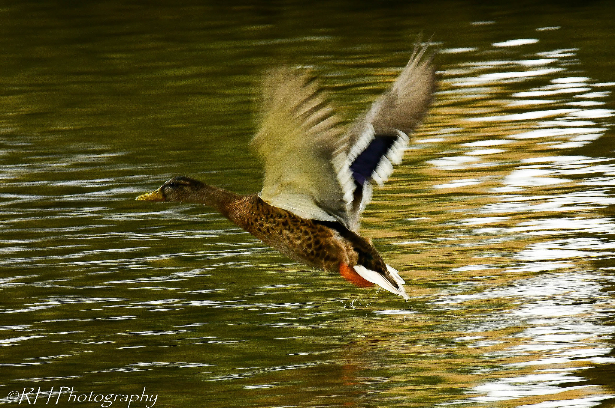 Nikon D500 sample photo. To the air photography