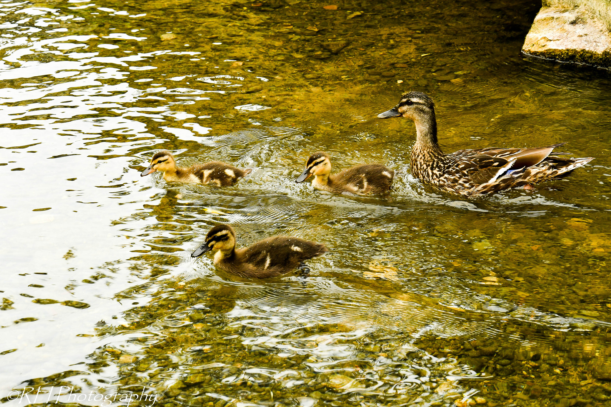Nikon D500 sample photo. Mother and family photography
