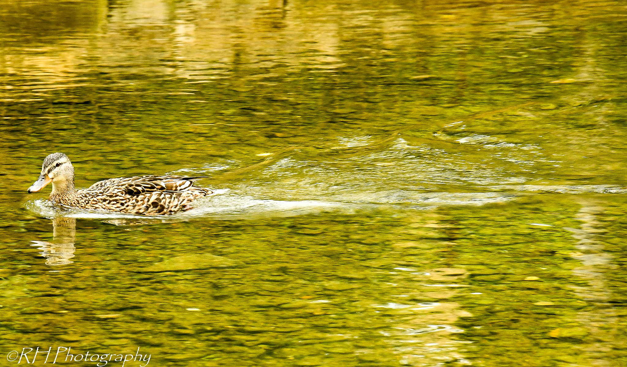 Nikon D500 sample photo. Carry on photography