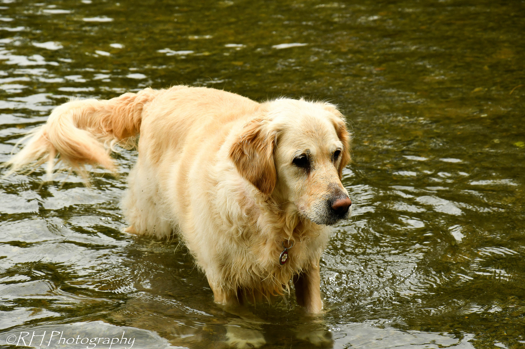 Nikon D500 sample photo. *wag* photography