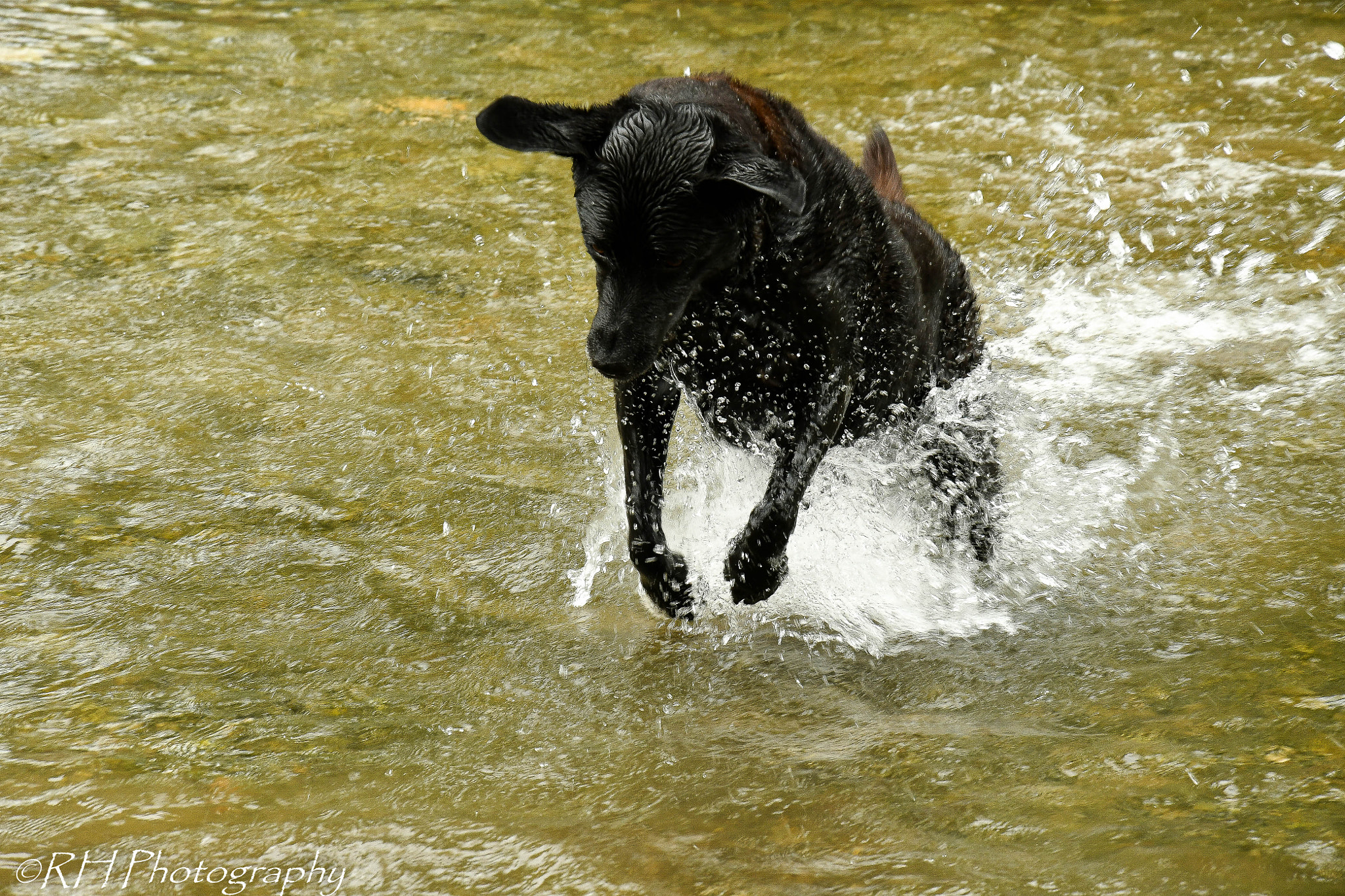 Nikon D500 sample photo. Splash! photography
