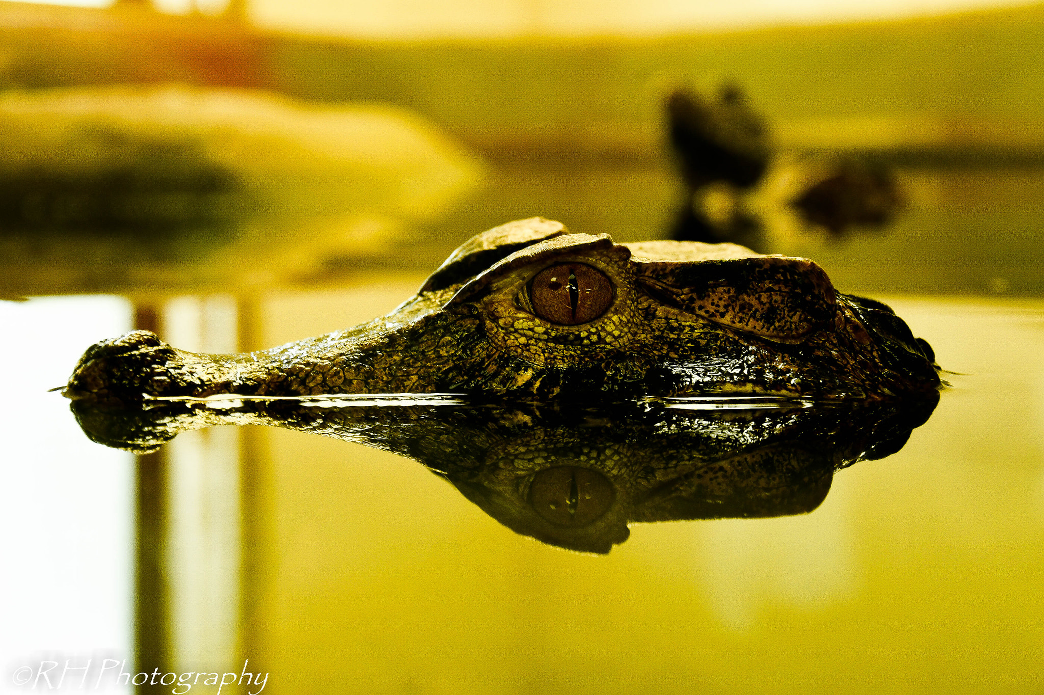 Nikon D500 sample photo. Hello! photography
