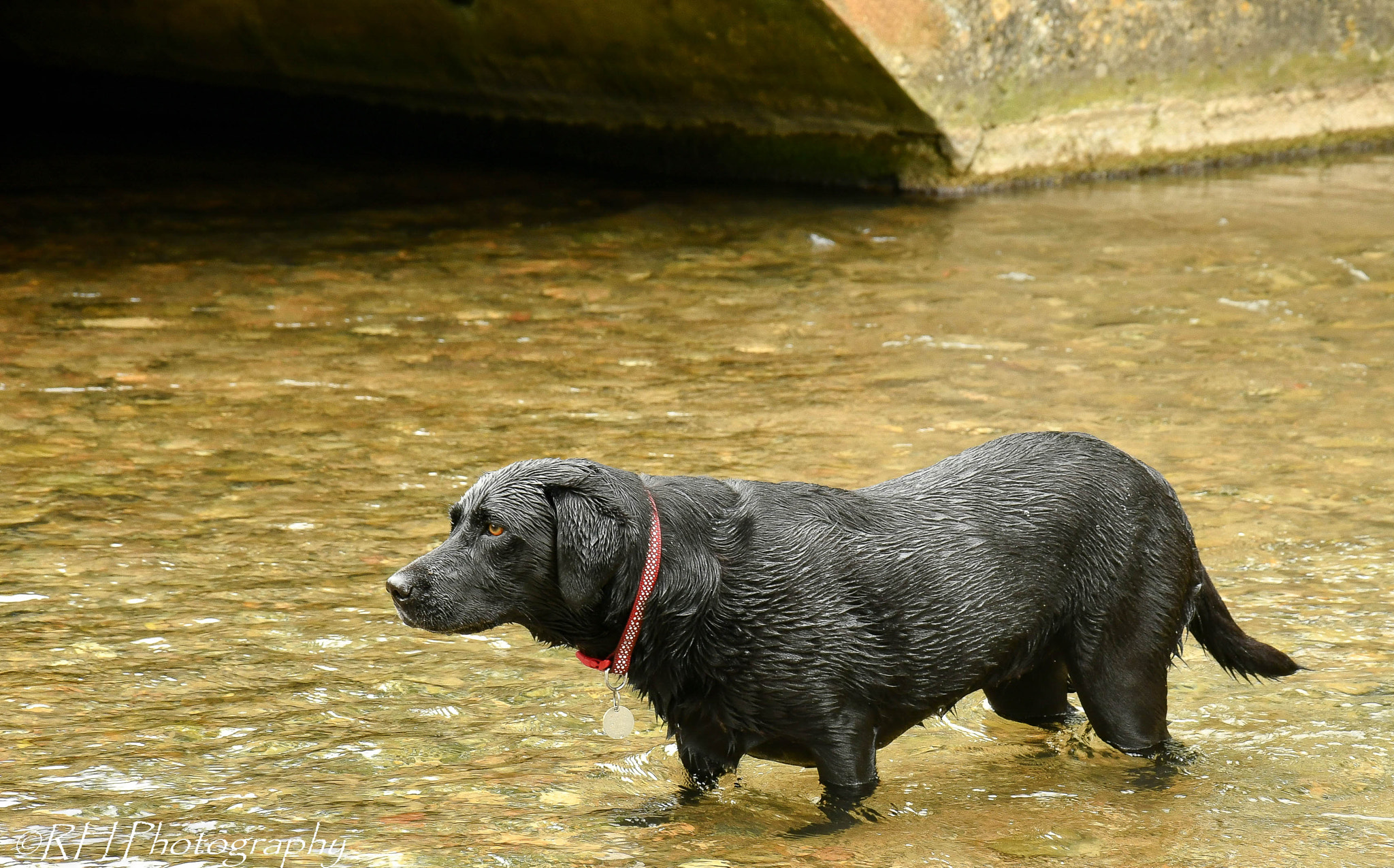 Nikon D500 sample photo. Nice dip in the river photography