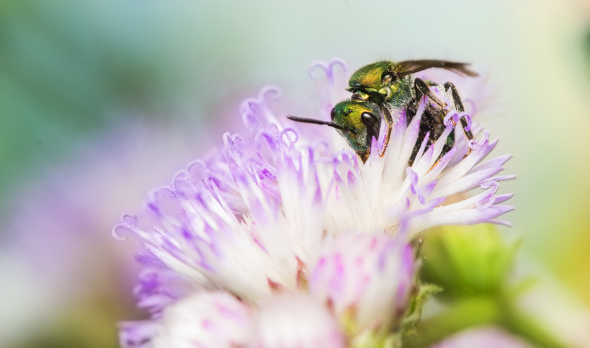 Canon EOS M sample photo. Green bee photography