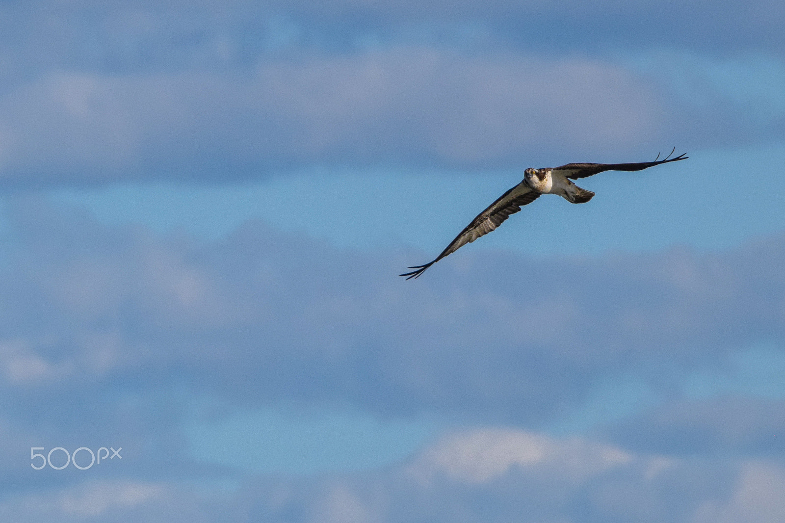 Tamron SP 150-600mm F5-6.3 Di VC USD sample photo. A sea hawk thinking of food photography