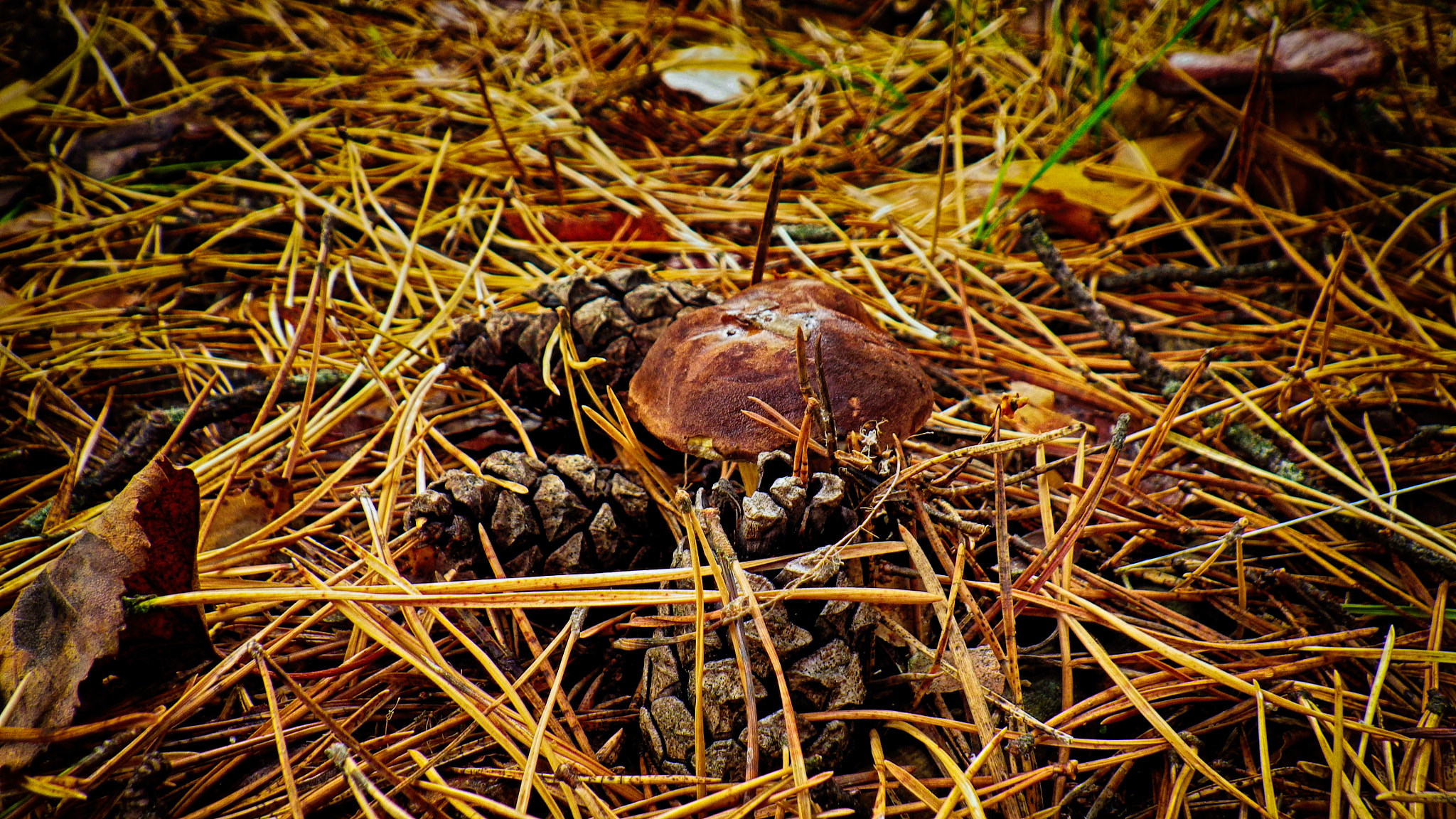 Pentax Optio WG-2 sample photo. Imgp1988.jpg photography