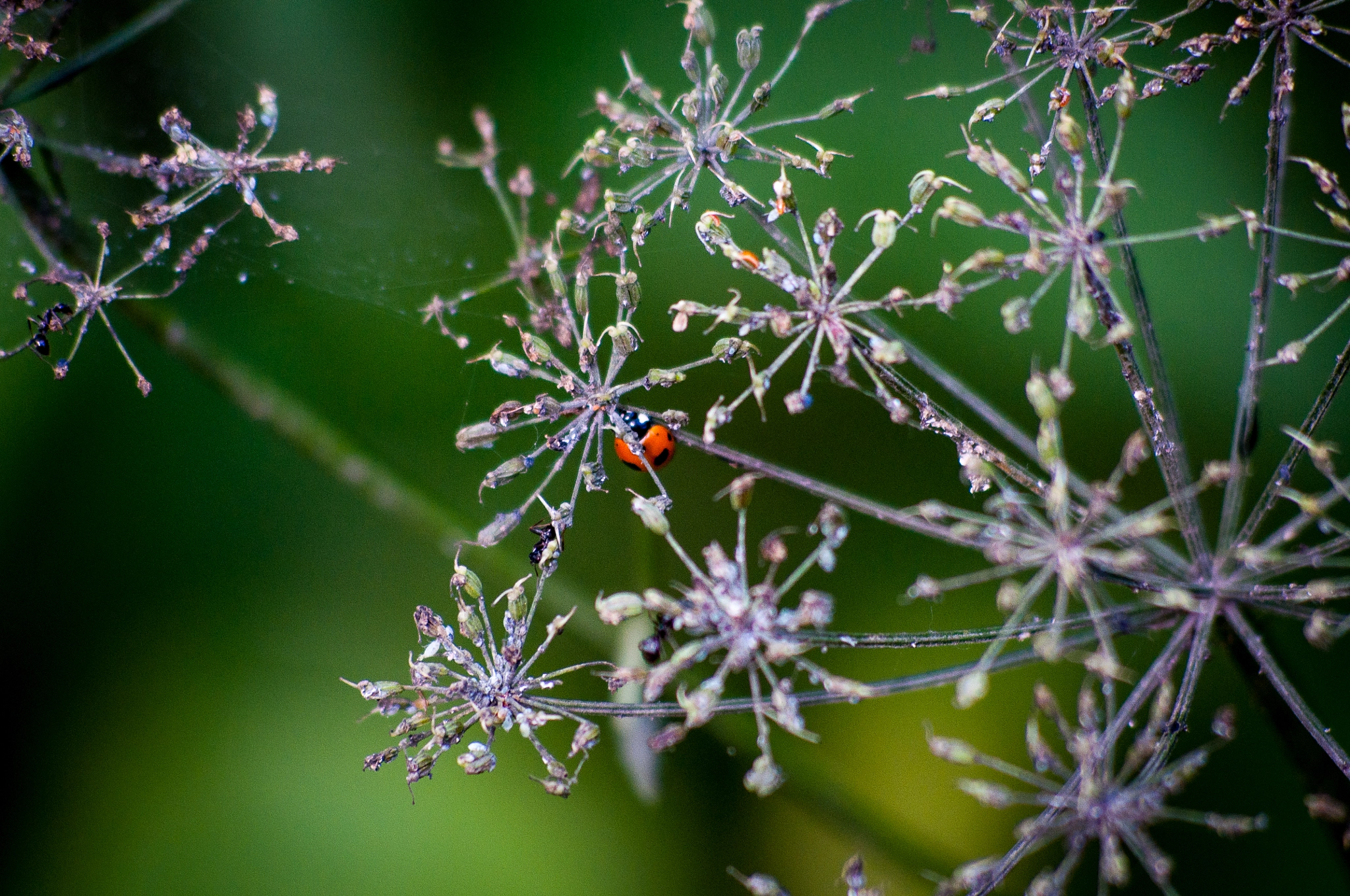 Nikon D90 + AF Nikkor 70-210mm f/4-5.6 sample photo. Ants is out there photography