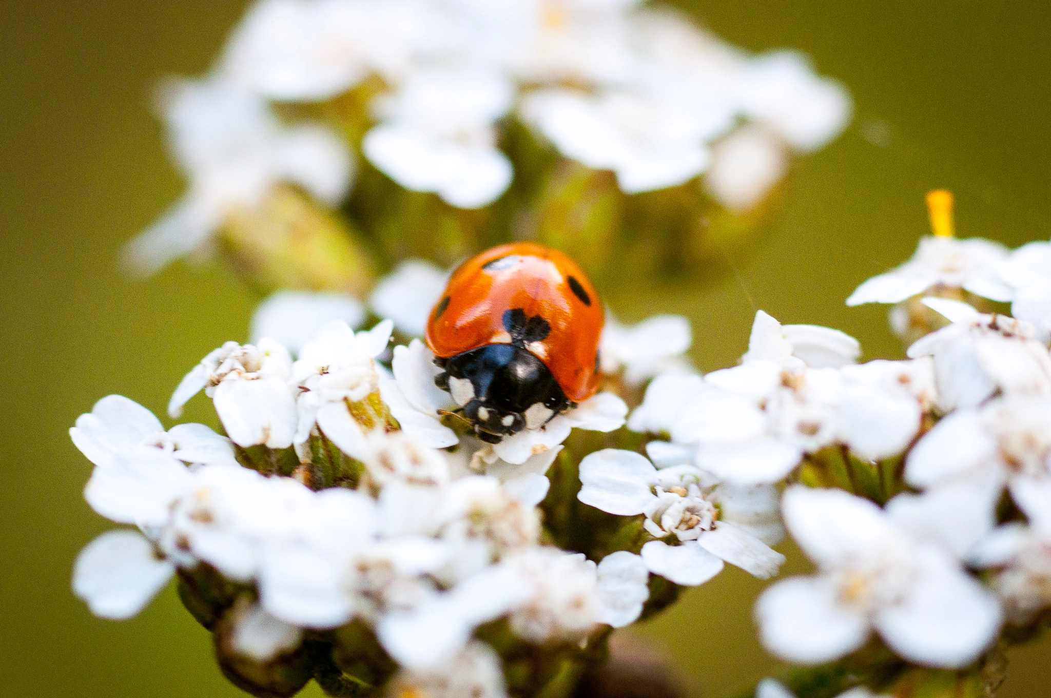 Nikon D90 + AF Nikkor 70-210mm f/4-5.6 sample photo. Lady bug photography