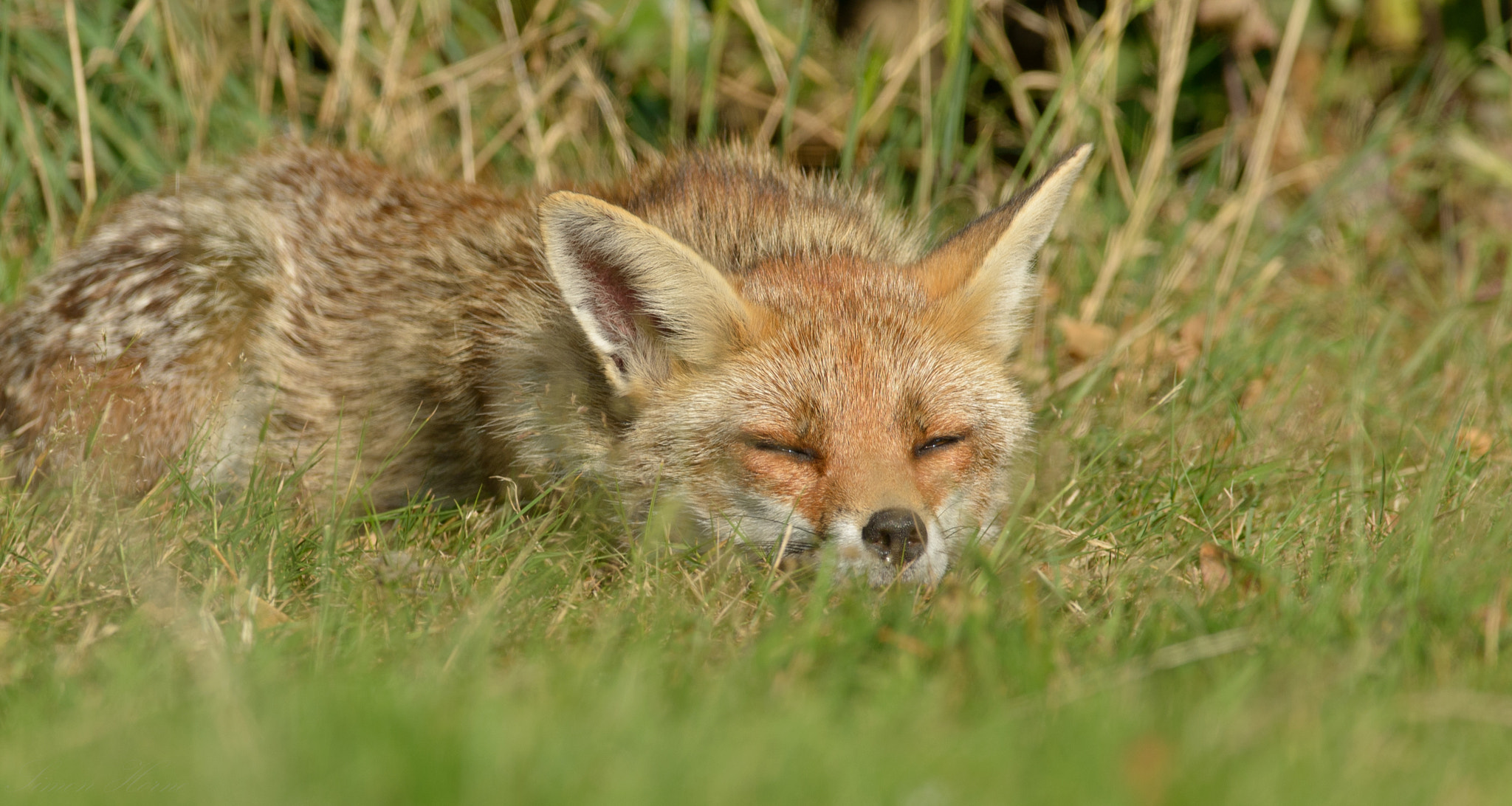 AF-S Nikkor 300mm f/2.8D IF-ED II sample photo. Fox photography