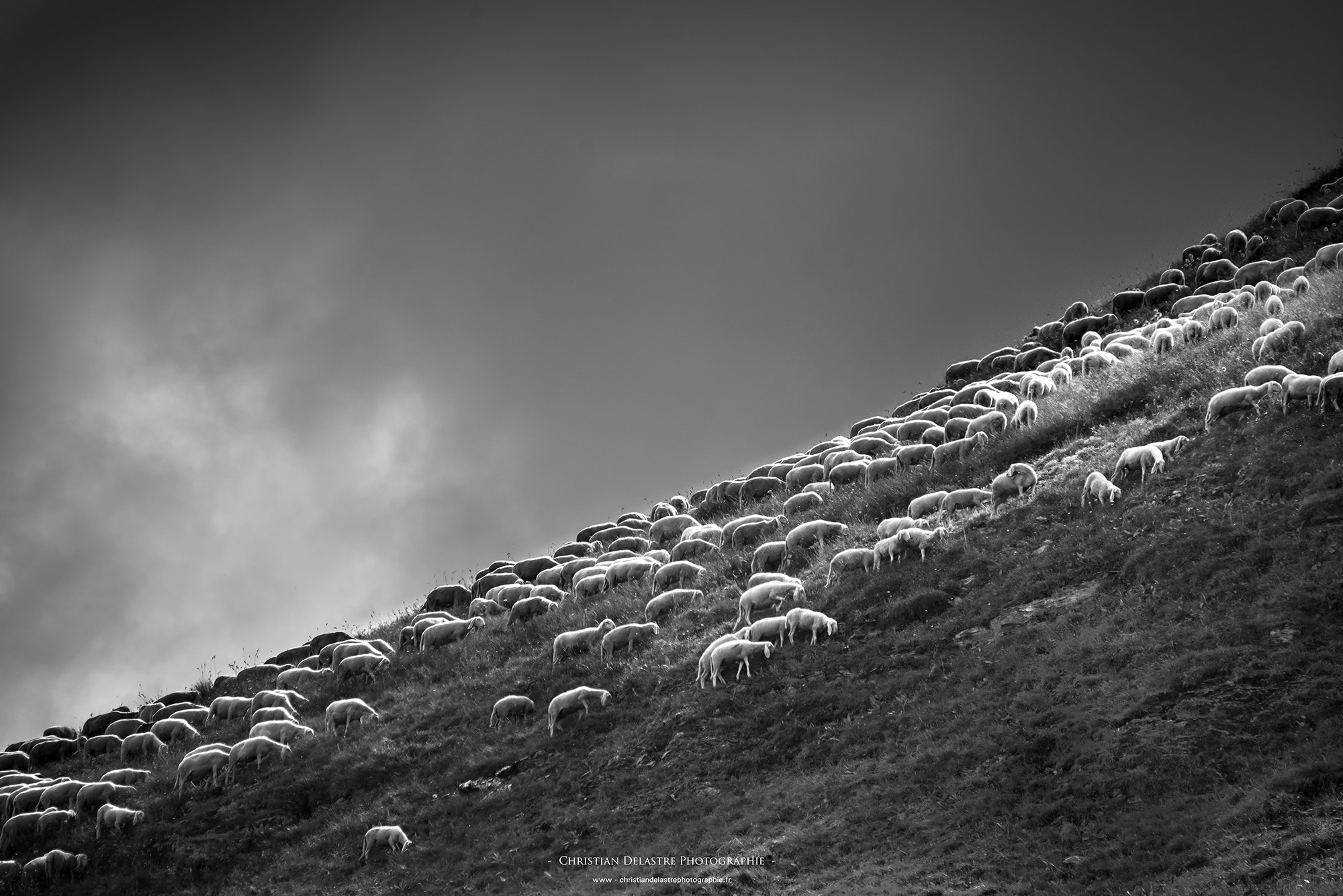 Sigma 120-400mm F4.5-5.6 DG OS HSM sample photo. Diagonale vivante photography