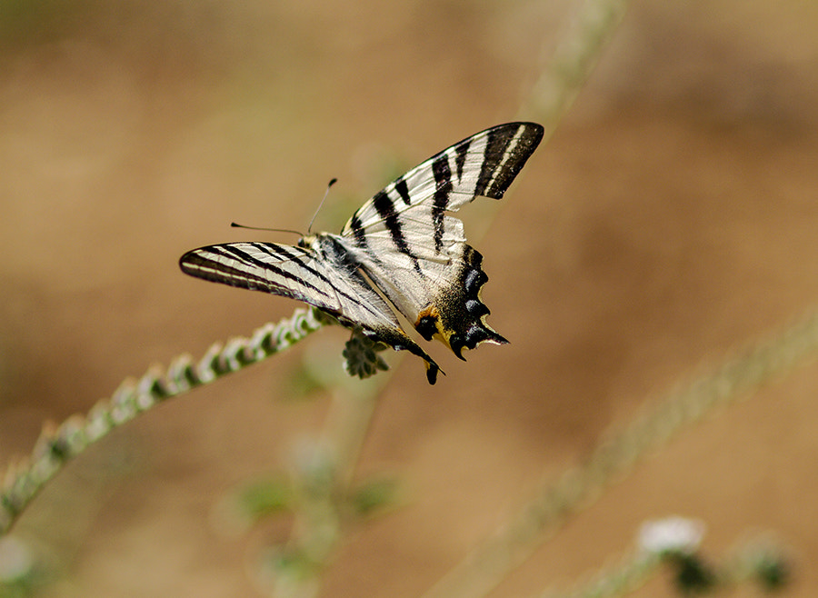 smc PENTAX-FA Macro 100mm F2.8 sample photo. Natural world photography