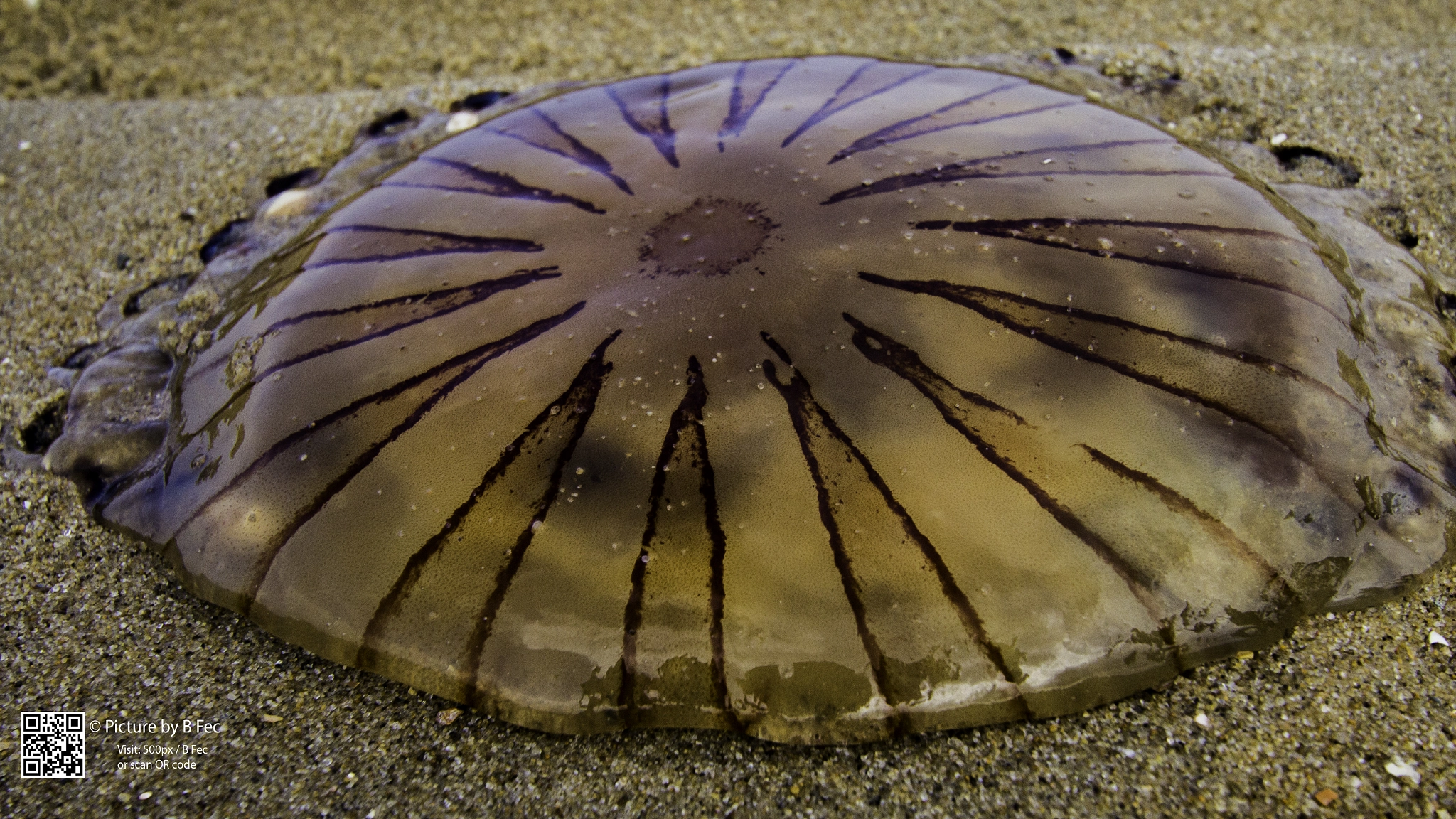 Canon EF-S 10-22mm F3.5-4.5 USM sample photo. Jellyfish art photography
