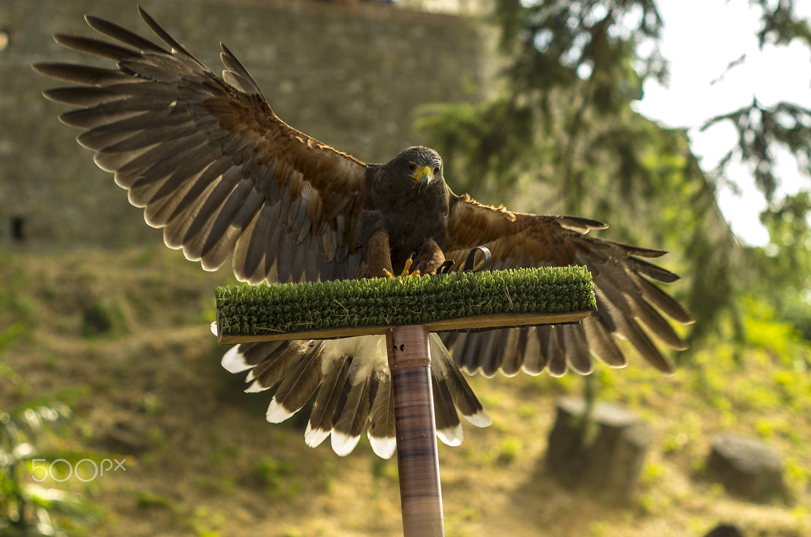 Pentax K-5 sample photo. Landing hawk photography