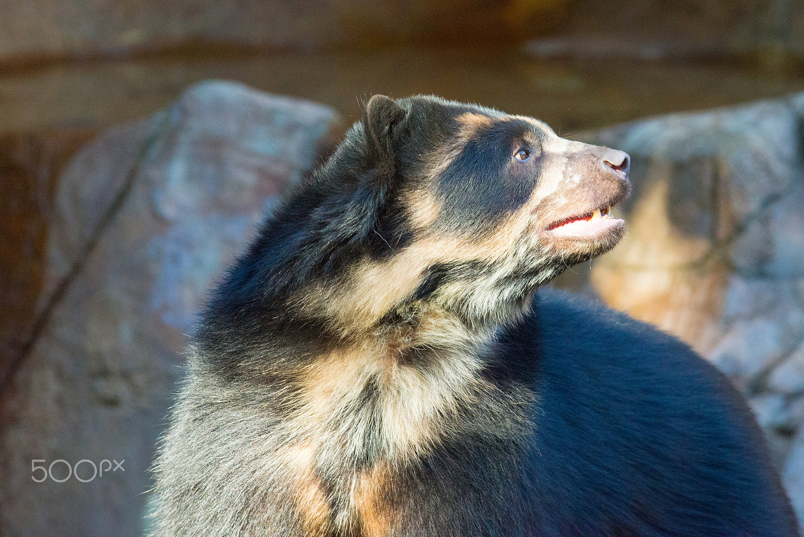AF-S Zoom-Nikkor 80-200mm f/2.8D IF-ED sample photo. Sun bear 1 photography