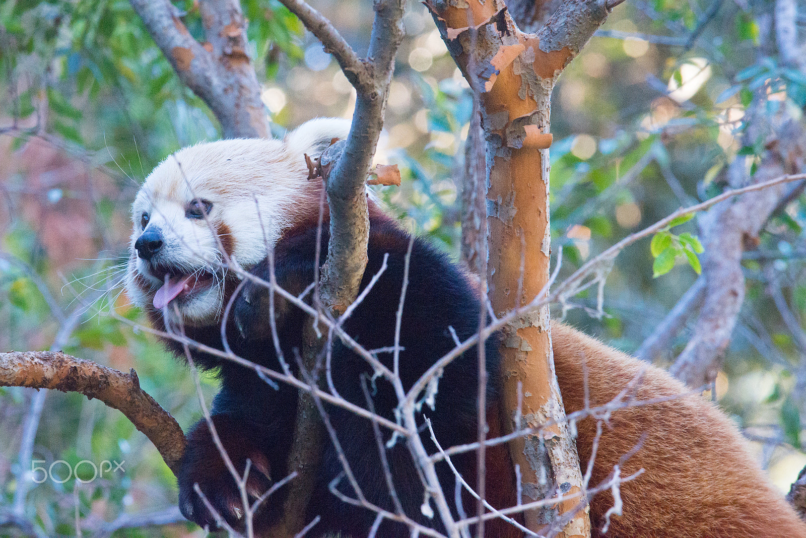 AF-S Zoom-Nikkor 80-200mm f/2.8D IF-ED sample photo. Red panda 1 photography