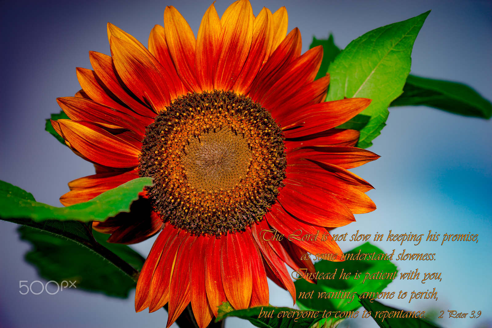 Sony a7R sample photo. Sunflower photography