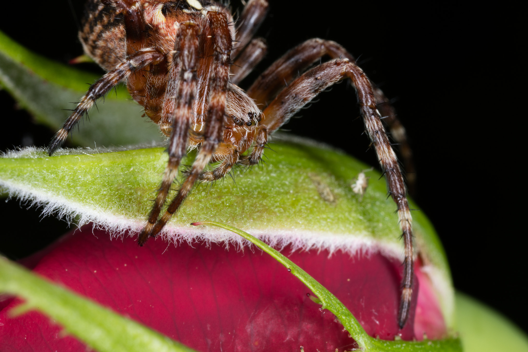 Canon MP-E 65mm F2.5 1-5x Macro Photo sample photo. Arachnide sur rose photography