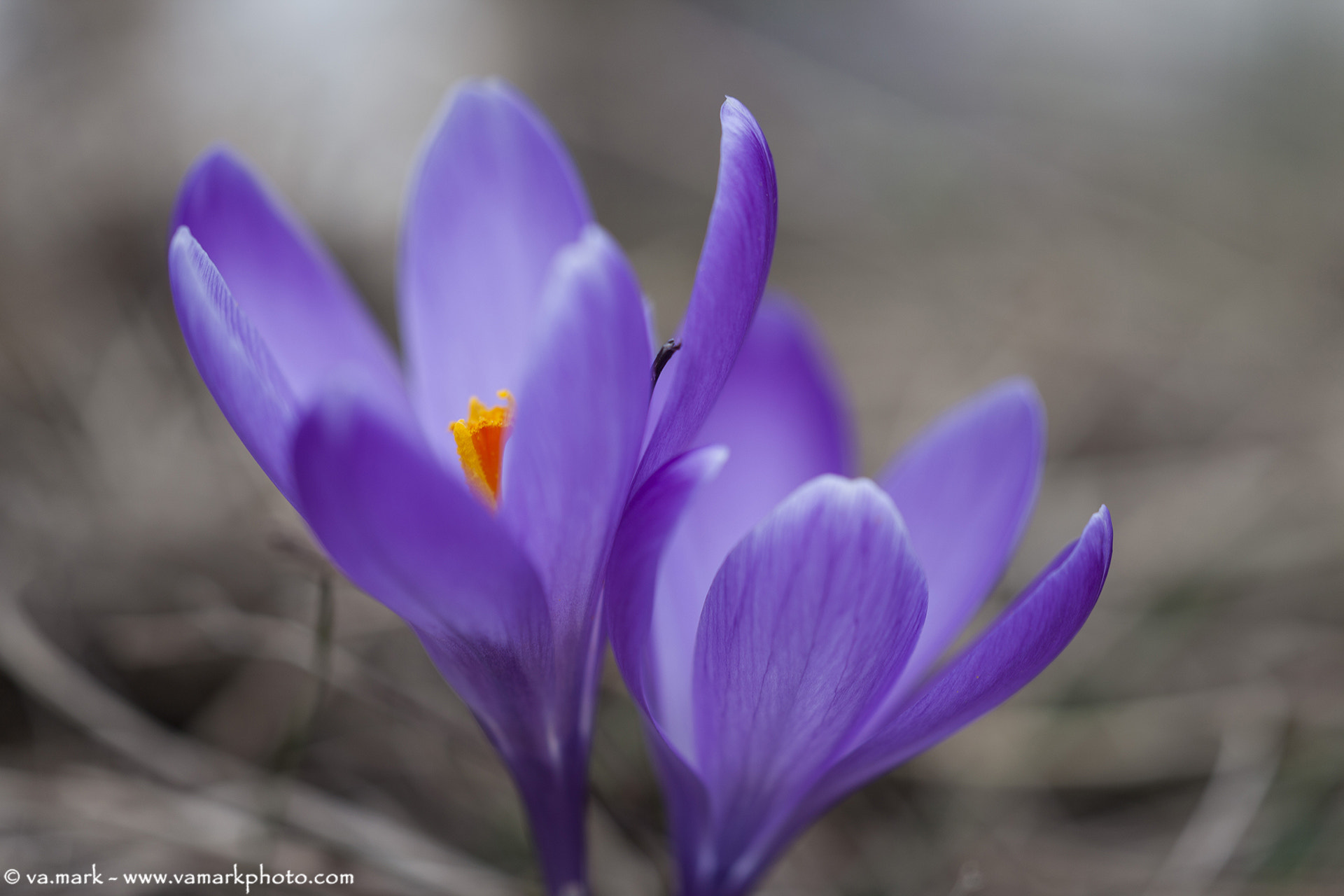 Canon EF 180mm F3.5L Macro USM sample photo. Crocus photography