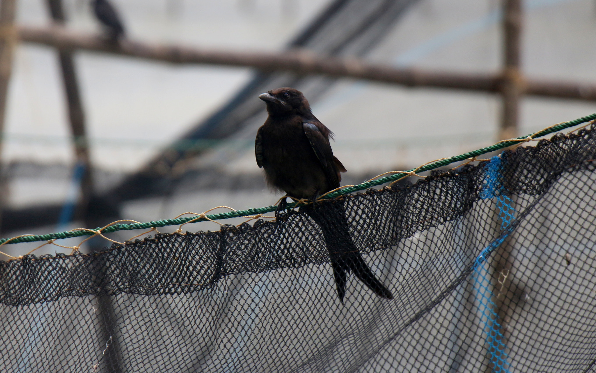 Canon EOS 700D (EOS Rebel T5i / EOS Kiss X7i) sample photo. B i r d photography