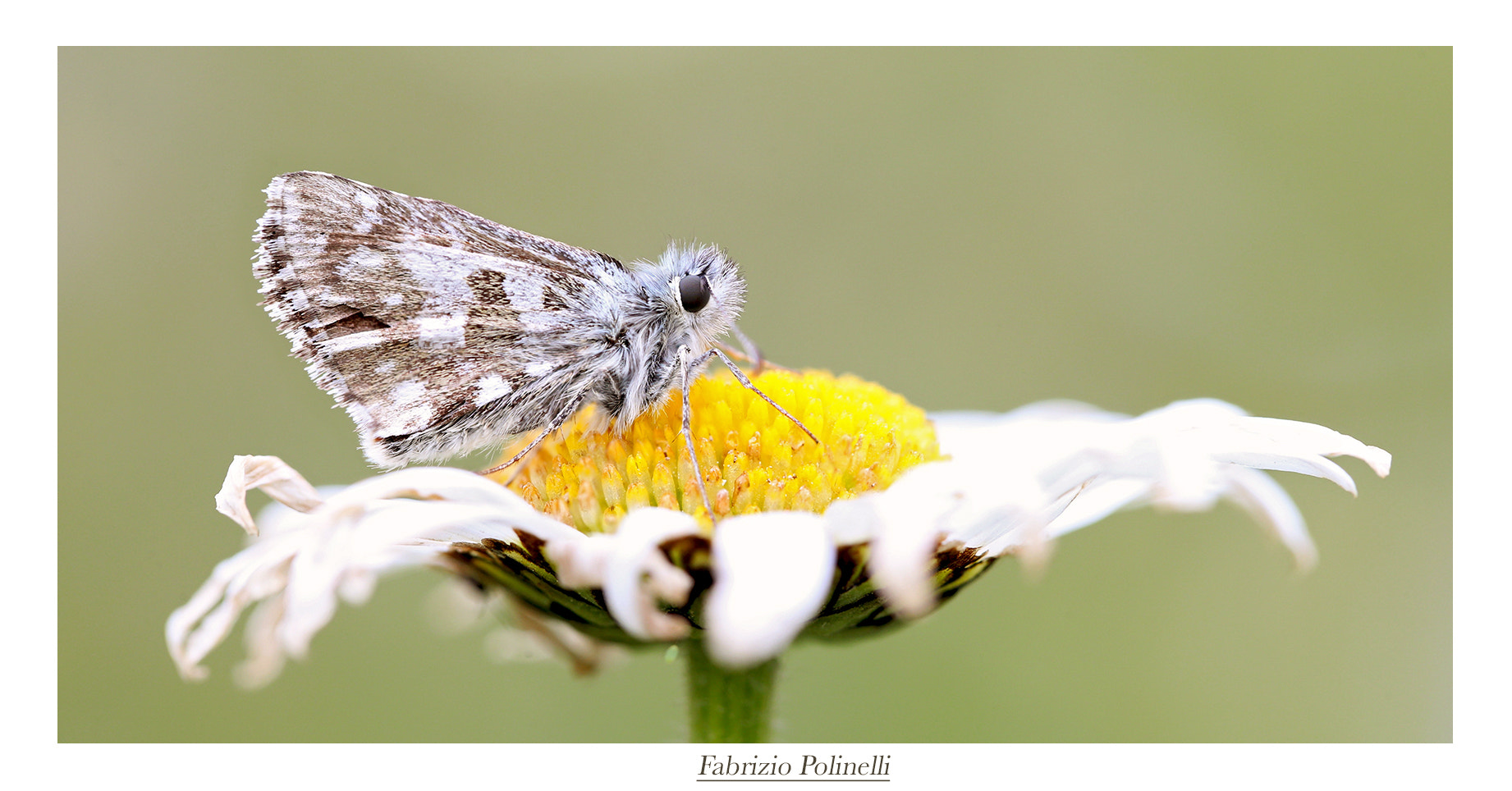 Canon EF 100mm F2.8L Macro IS USM sample photo. Daisy and the butterfly photography