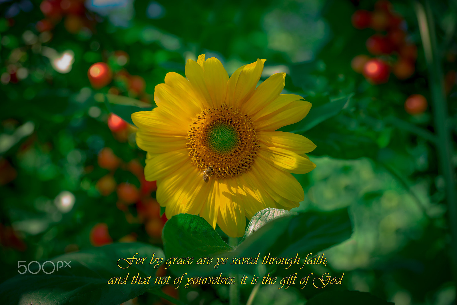 Sony a7R sample photo. Sunflower photography