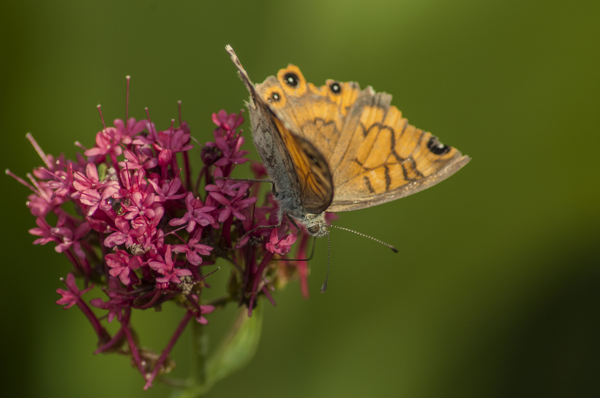 Nikon D5000 sample photo. Wall brown photography