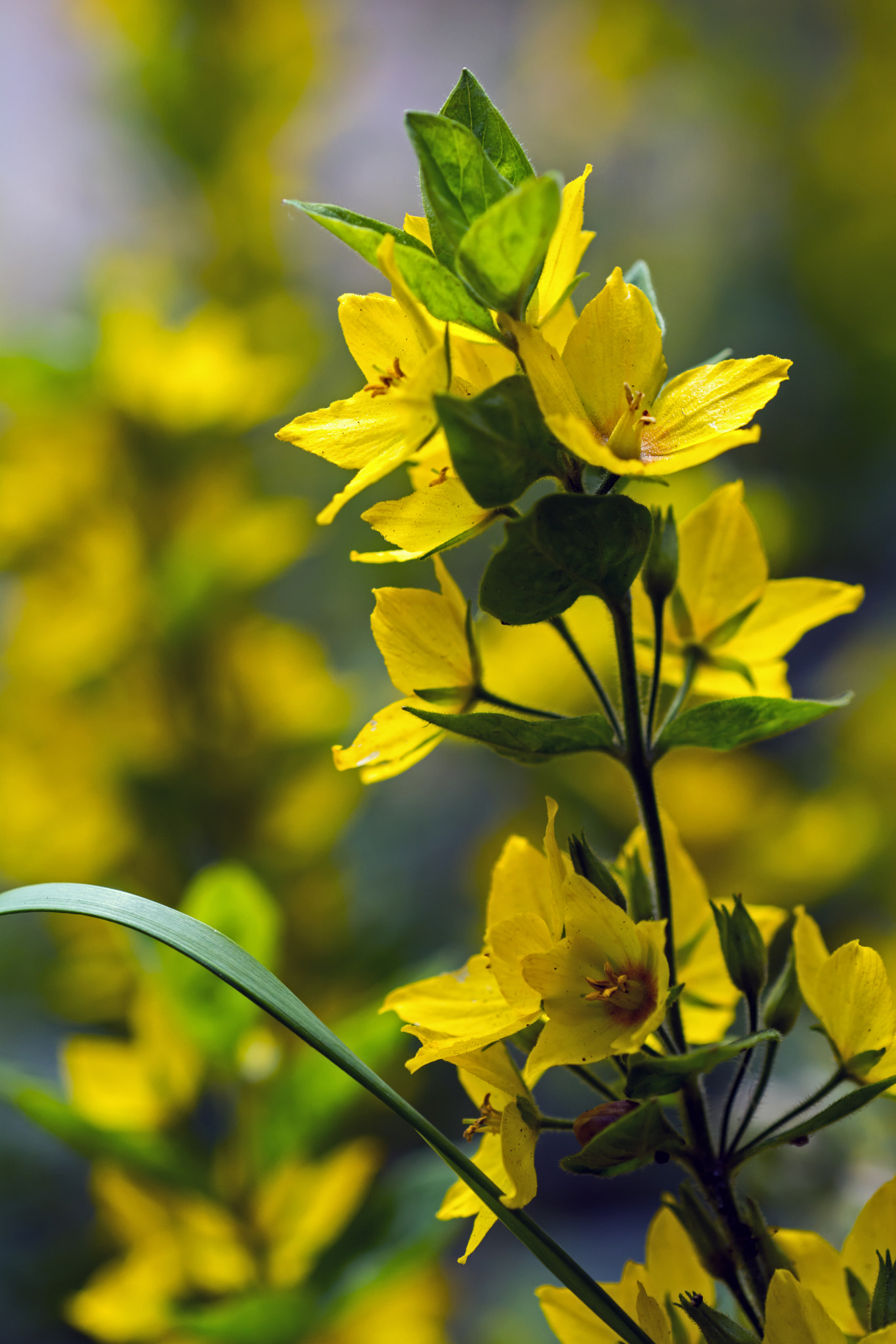 Nikon D7100 + AF Micro-Nikkor 60mm f/2.8 sample photo. Brightening up the woodland. photography